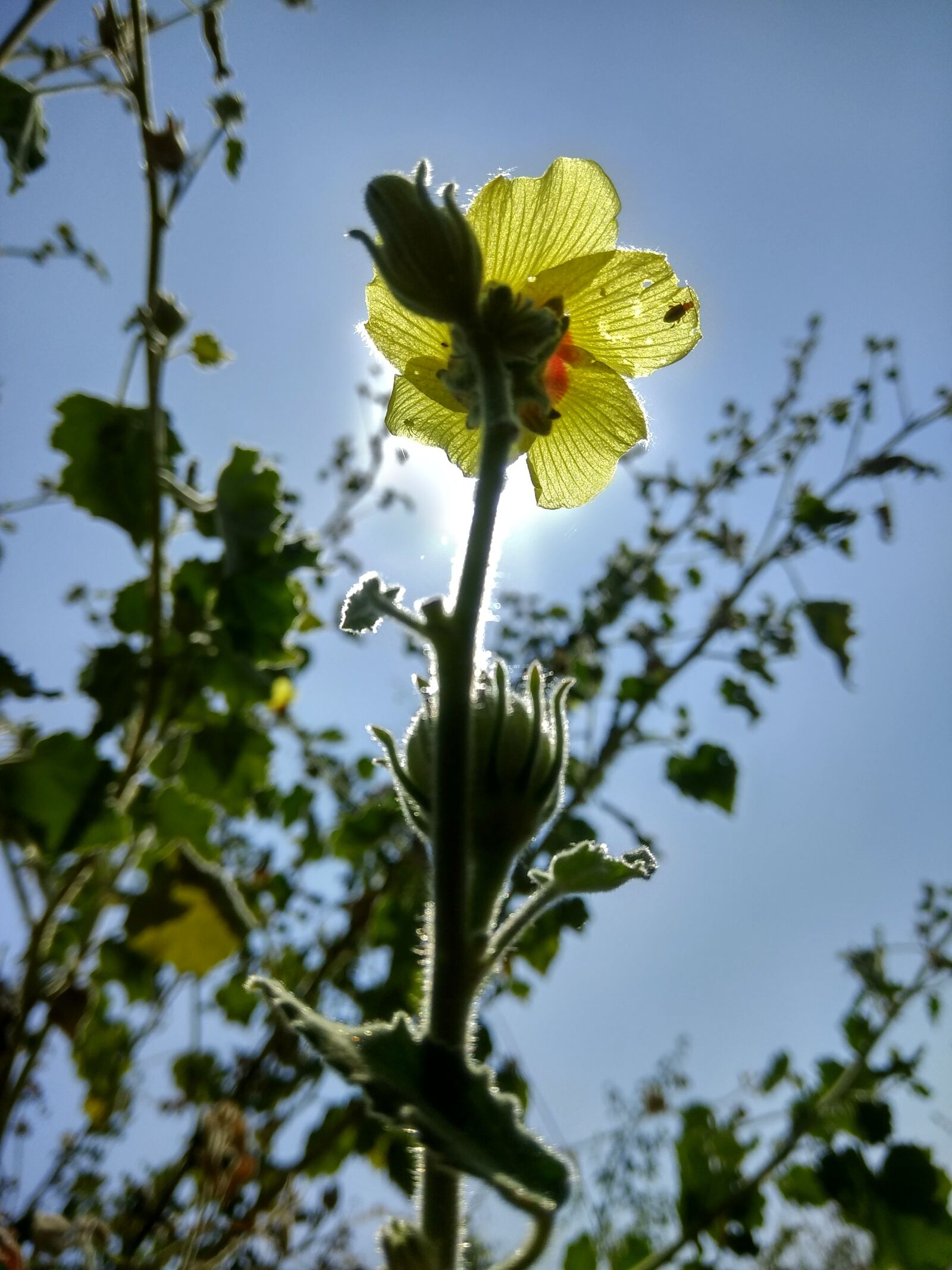 Xiaomi Redmi Note 4 sample photo. Nature background, natur, background photography