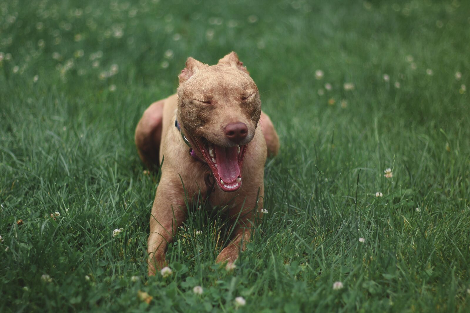 Canon EOS 700D (EOS Rebel T5i / EOS Kiss X7i) sample photo. Dog, pitbull, animal photography