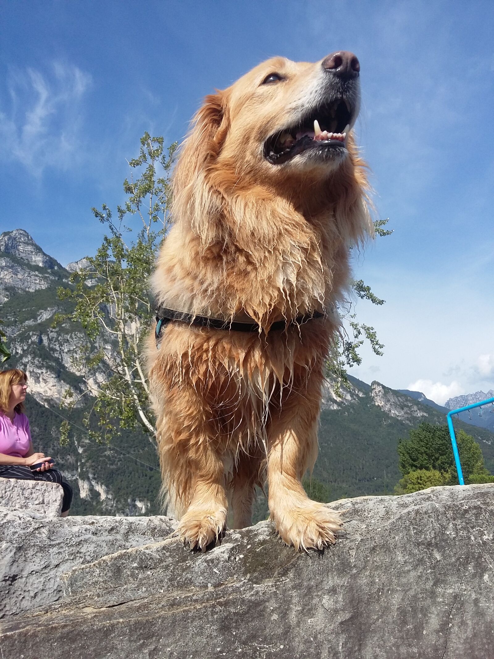 Samsung Galaxy Grand Prime sample photo. Dog, animal, pet photography