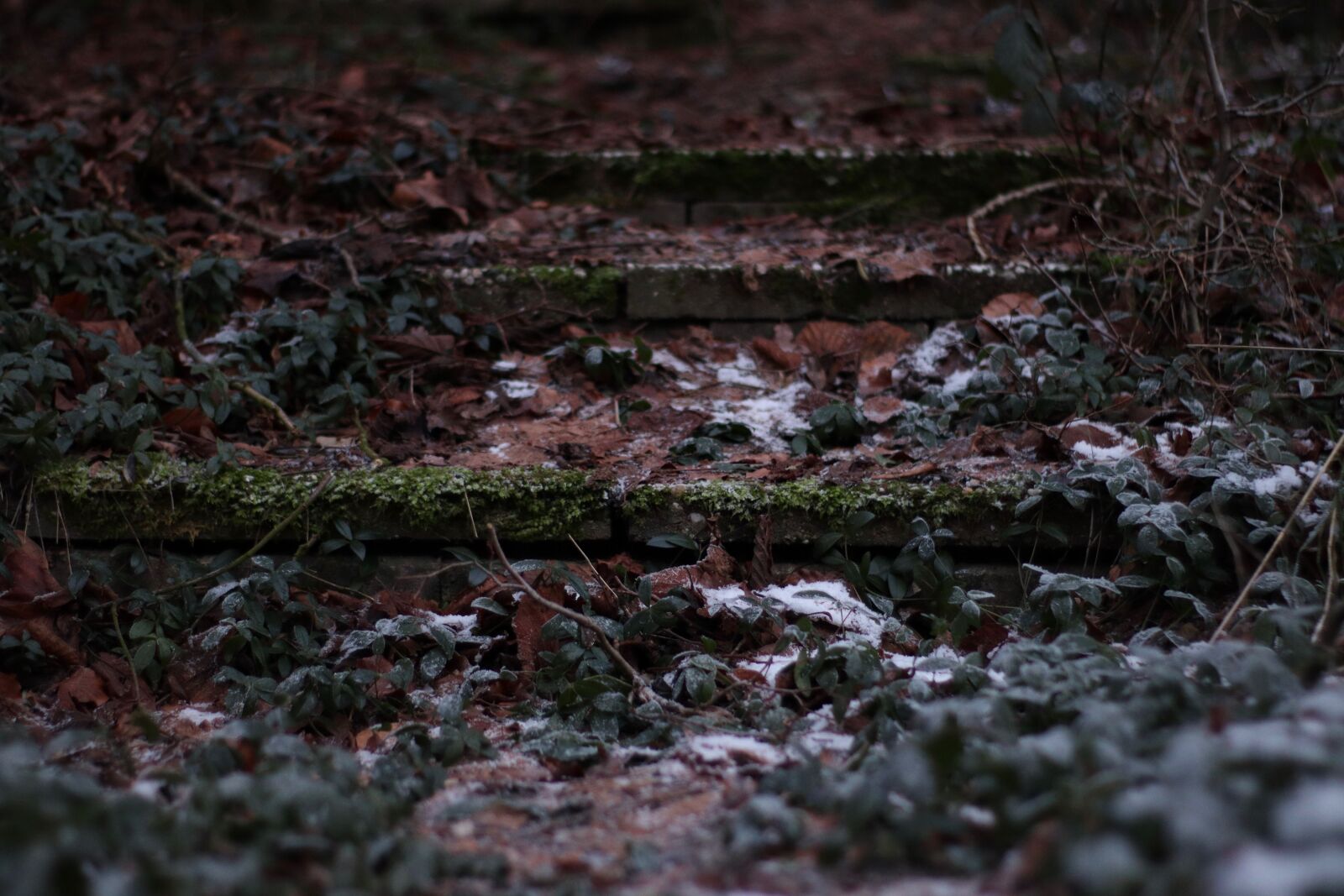 Canon EOS M50 (EOS Kiss M) sample photo. Stairs, leaves, nature photography