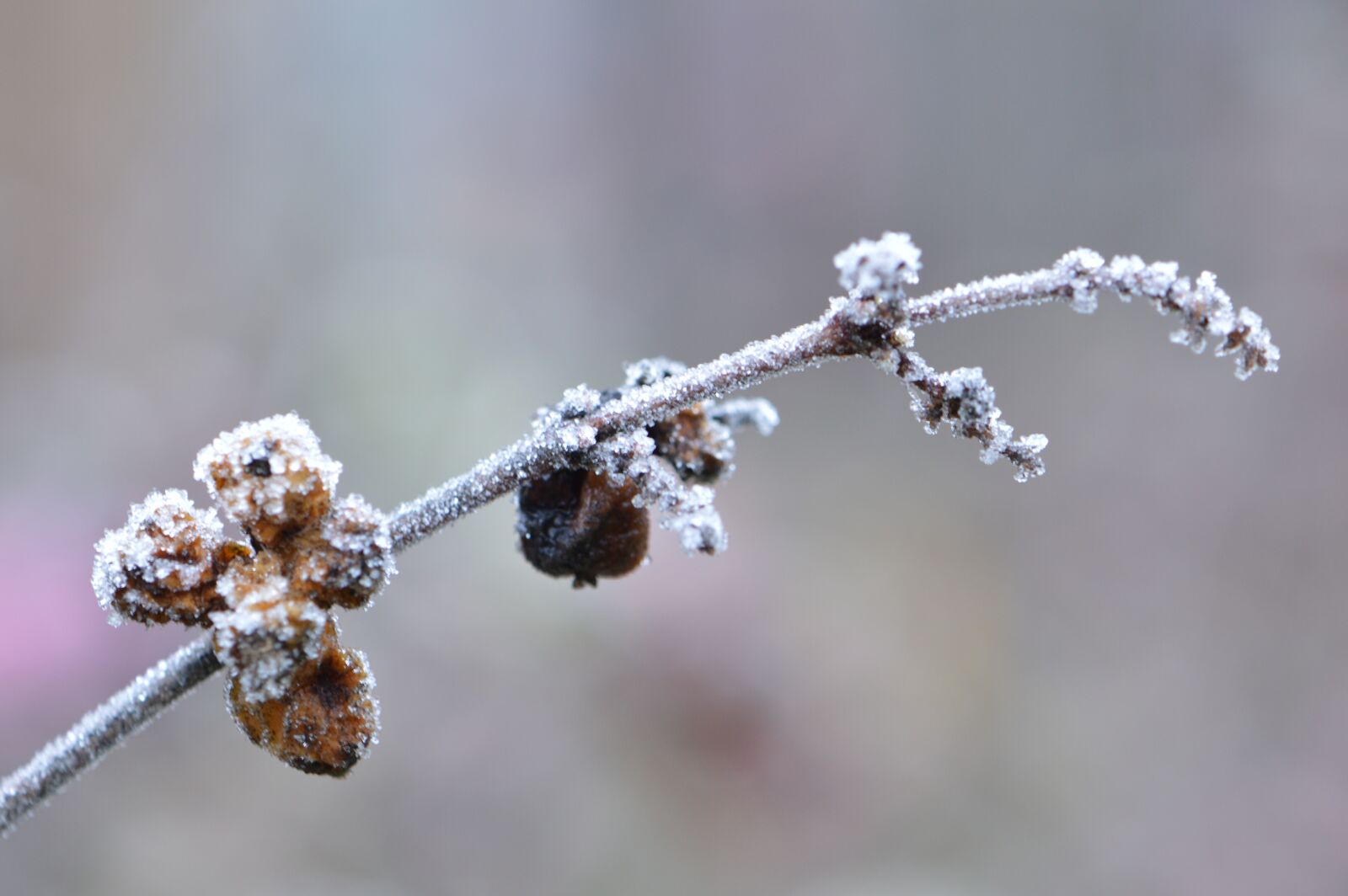 Nikon D3200 sample photo. Frost, winter, snow photography