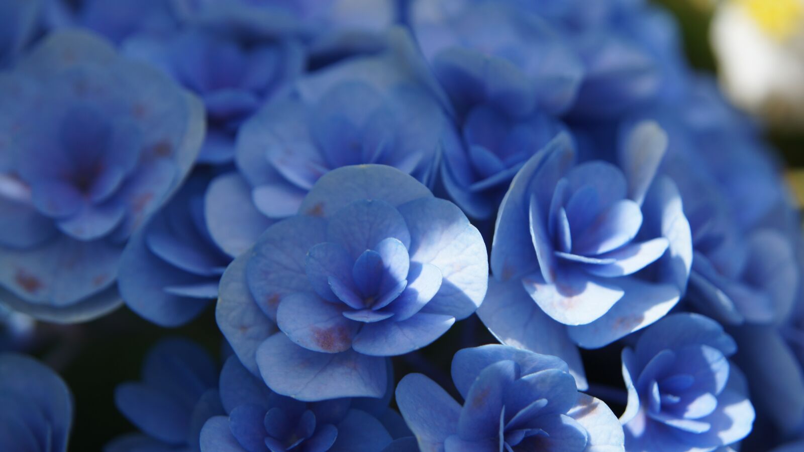 Sony SLT-A55 (SLT-A55V) sample photo. Hydrangea, blue flowers, flower photography