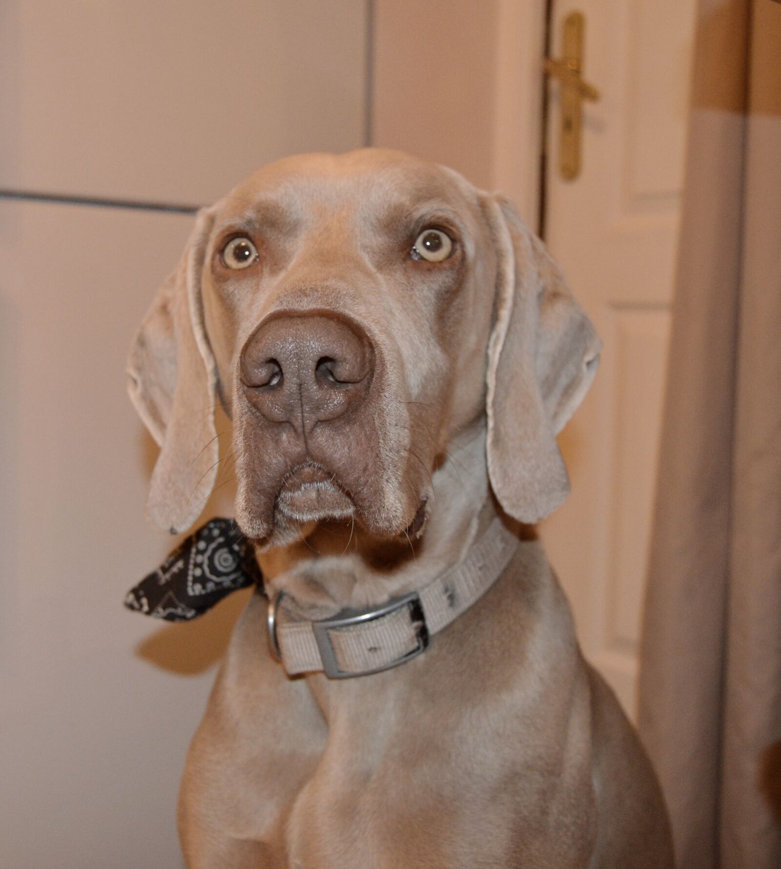 Nikon D3200 sample photo. Dog, canine, pet photography