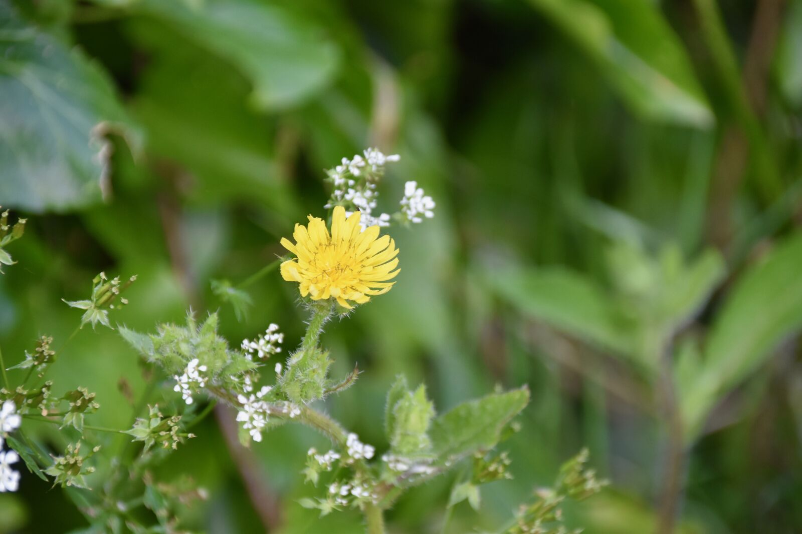 Nikon D5600 sample photo. Flower, wild flowers, flower photography