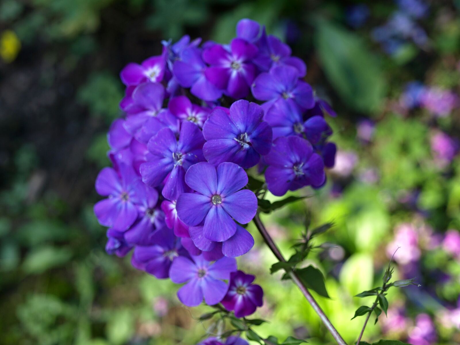 Olympus E-510 (EVOLT E-510) sample photo. Flowers, garden, plant photography