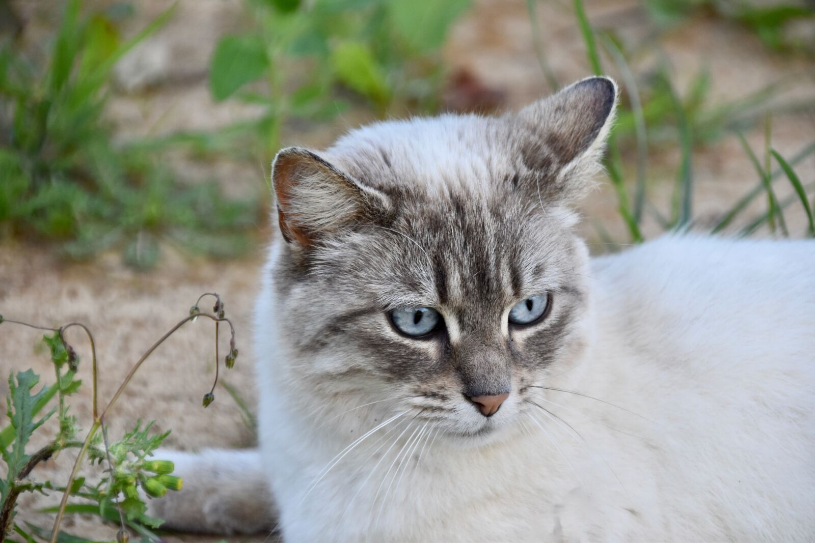 Nikon D5600 sample photo. Cat, feline, eye of photography