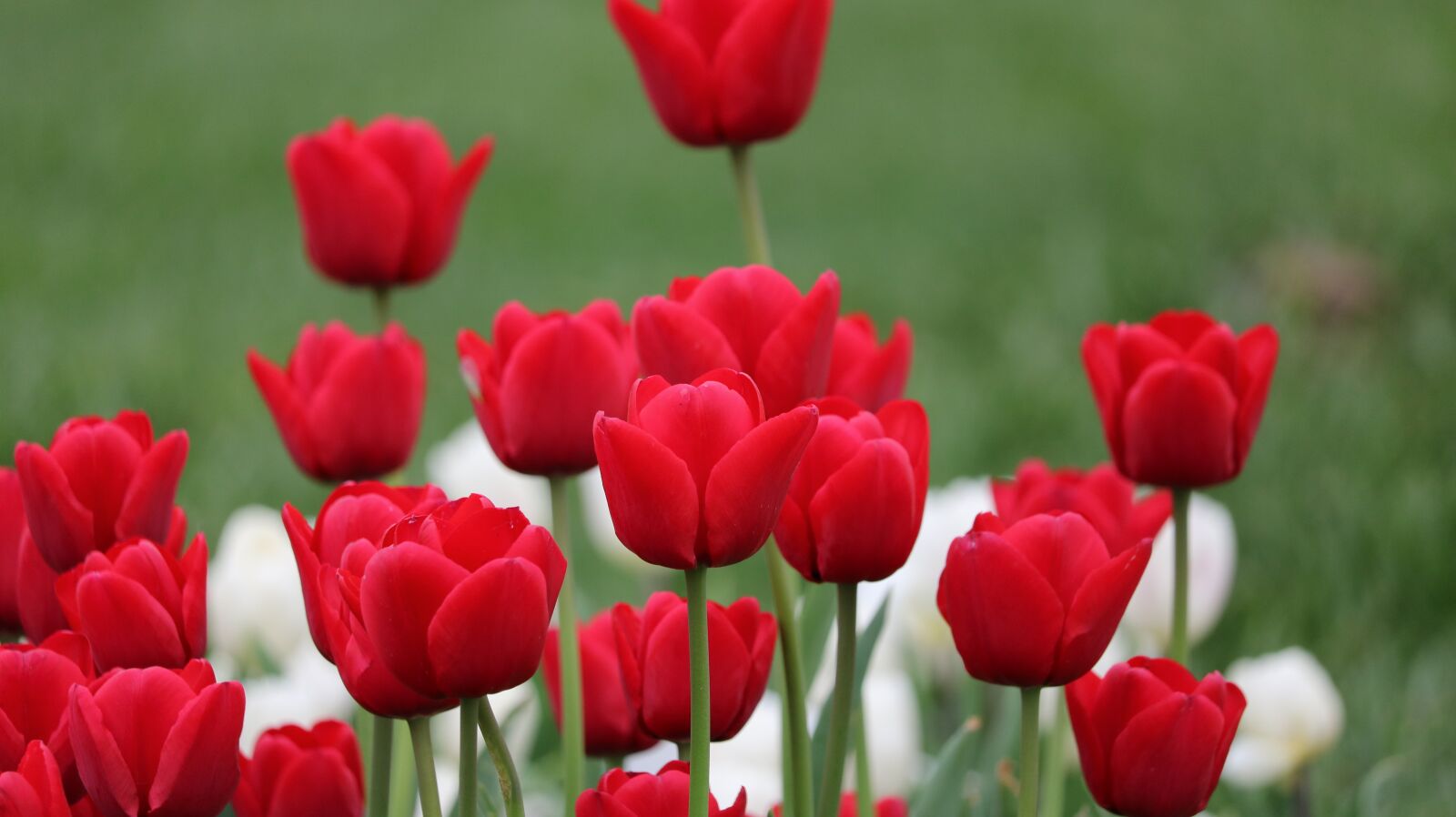 Canon EOS 750D (EOS Rebel T6i / EOS Kiss X8i) sample photo. Nature, plant, flower photography