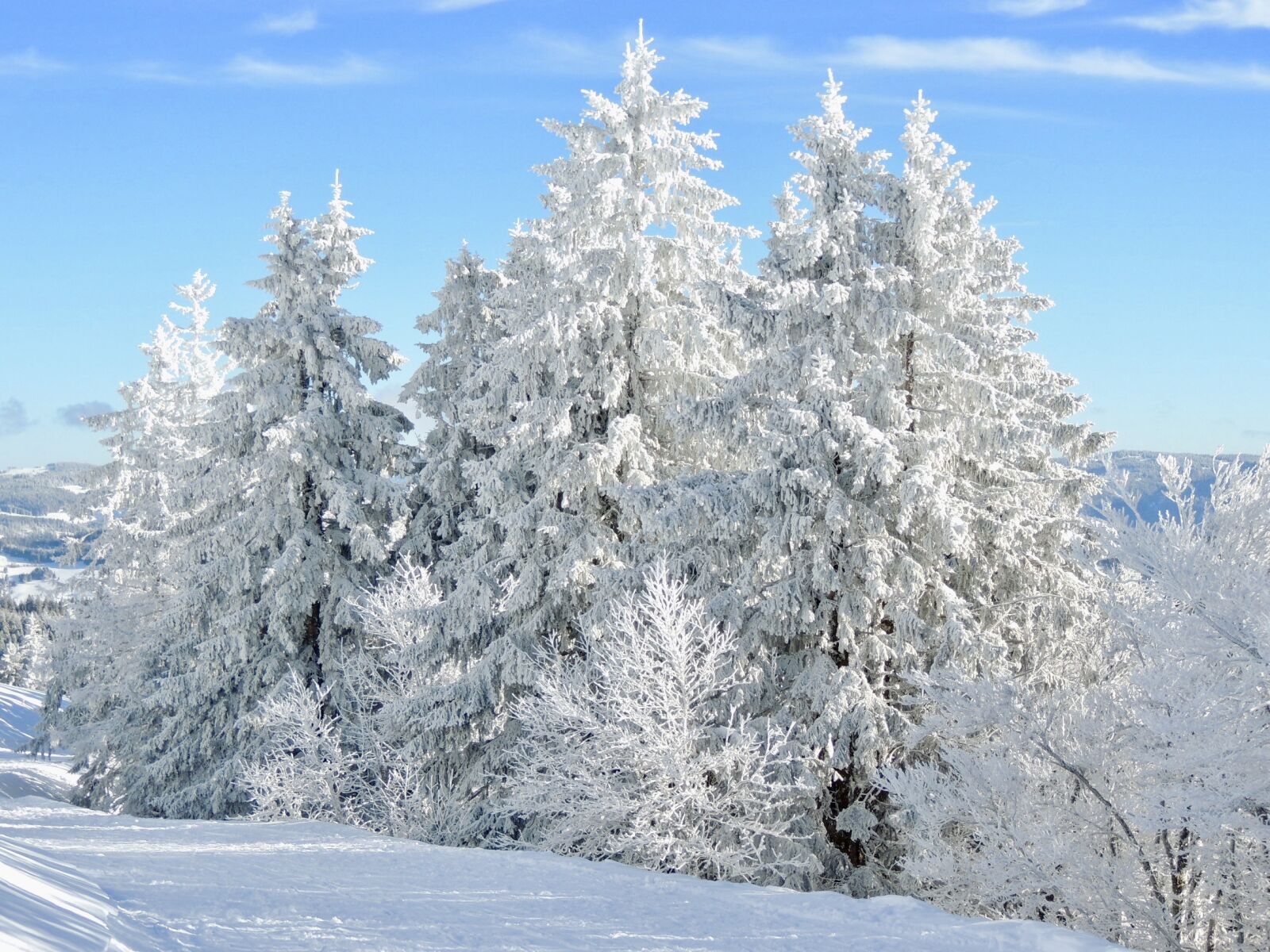 Nikon Coolpix P510 sample photo. Snow, winter, fir tree photography