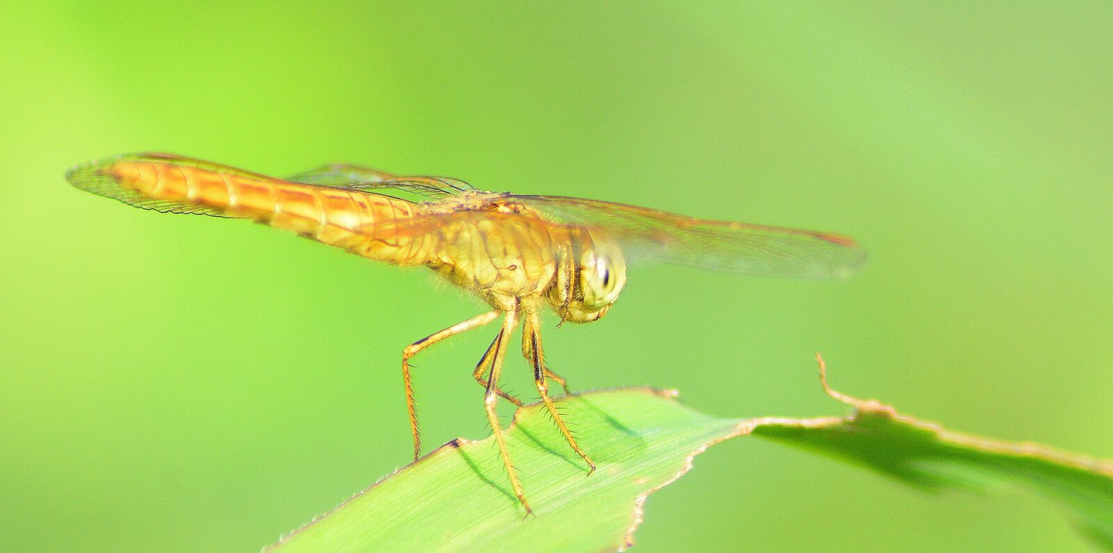 Nikon D7100 sample photo. Fauna, dragonfly, macro photography