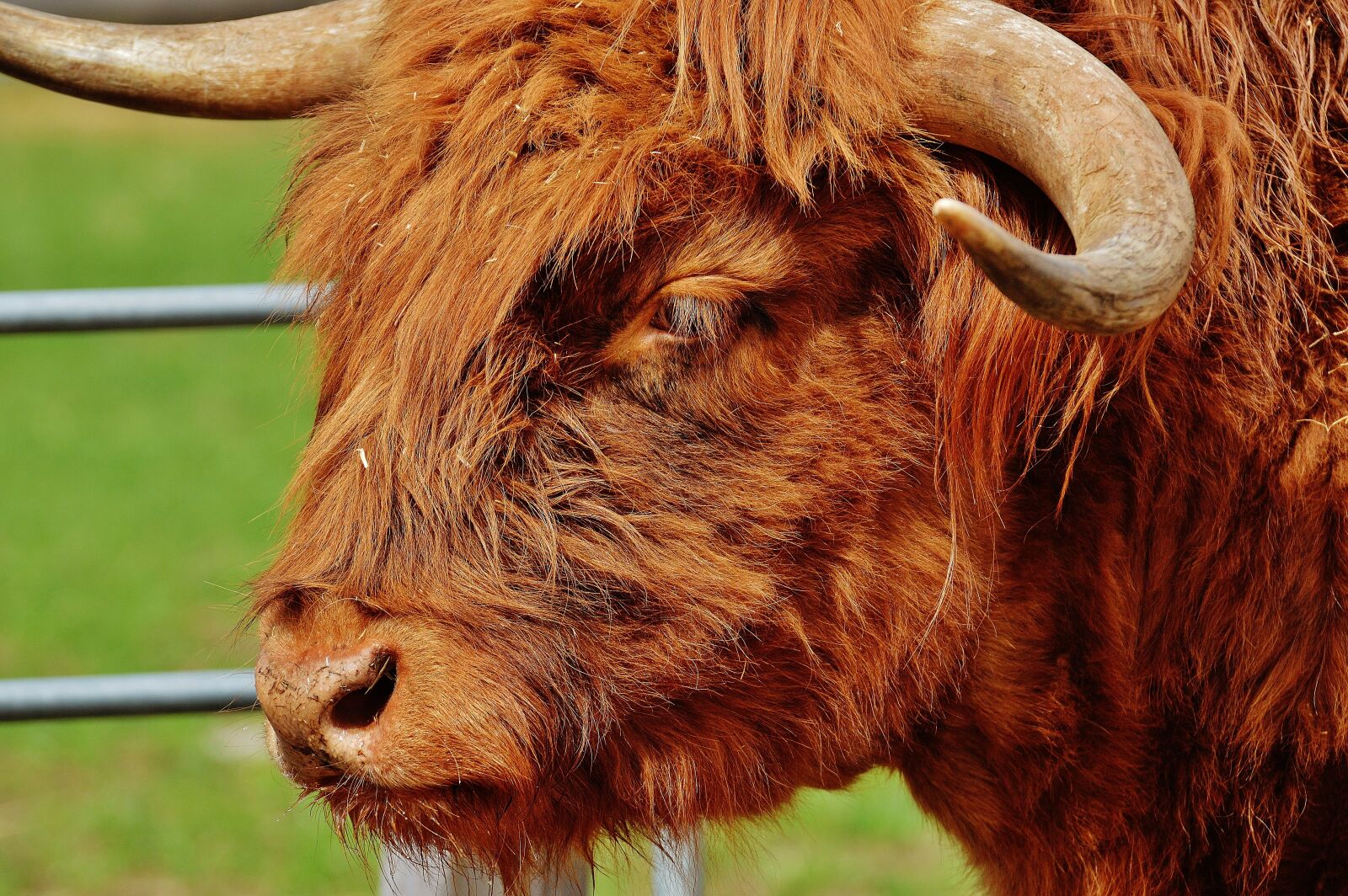 Nikon D3200 sample photo. Bull, beef, horns photography