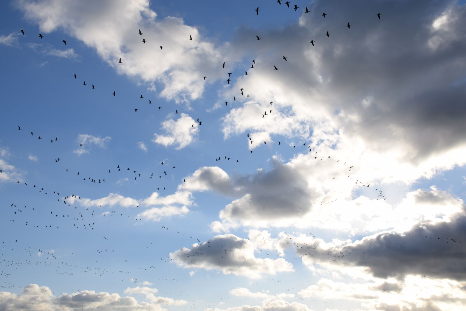Nikon D5300 sample photo. Geese, goose, bird photography