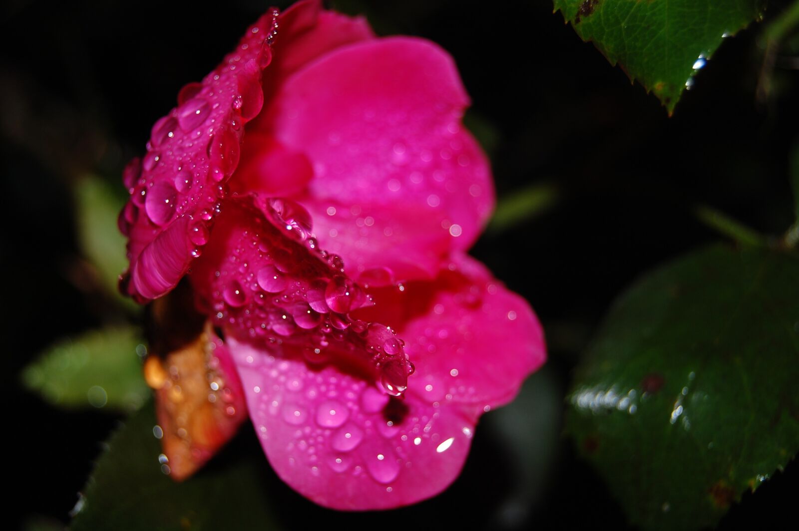 Nikon D40 sample photo. Rose, depression, rain photography