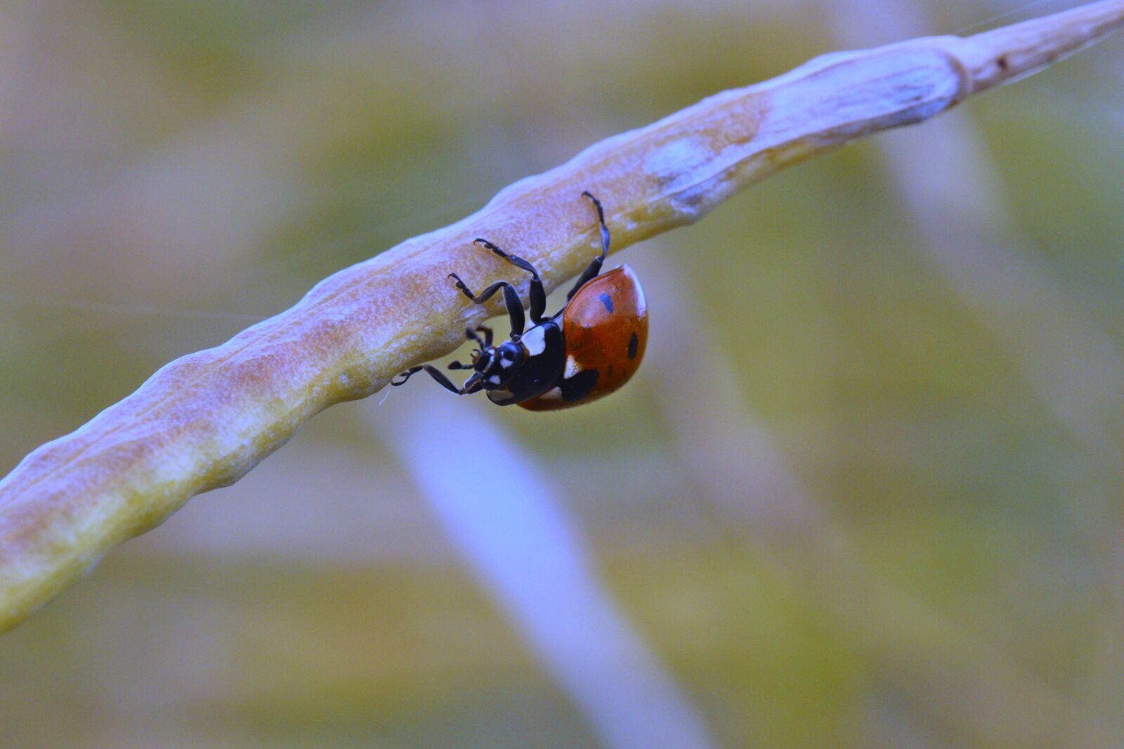 Canon EOS 250D (EOS Rebel SL3 / EOS Kiss X10 / EOS 200D II) sample photo. Ladybug, red, insect photography