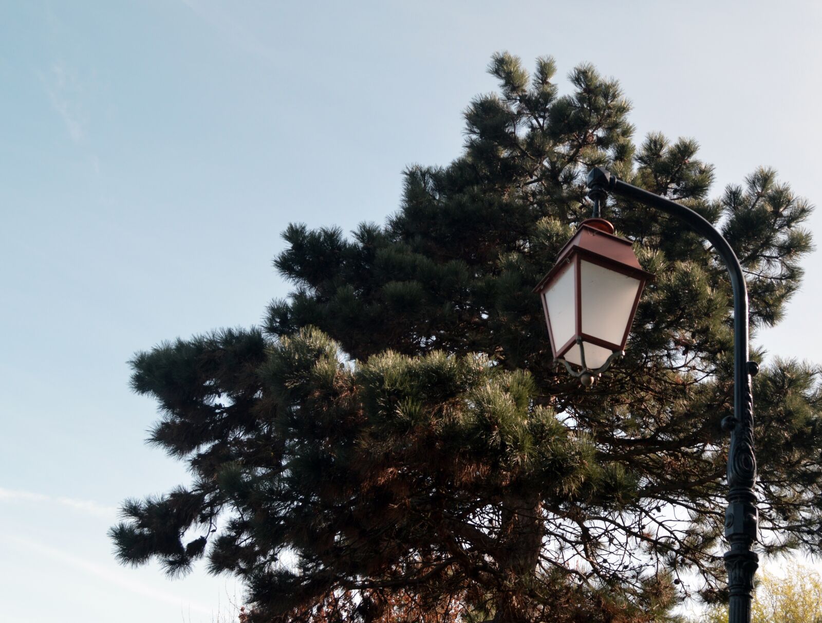 Nikon D3200 sample photo. Floor lamp, tree, summer photography