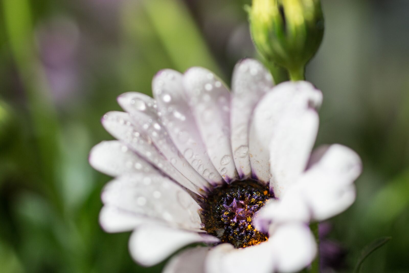 Canon EOS 70D + Canon EF 50mm F2.5 Macro sample photo. Marguerite, bornholm marguerite, cape photography