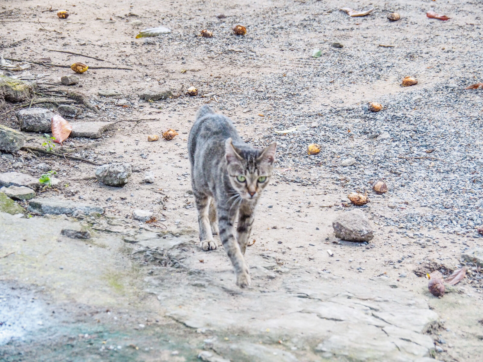 Olympus OM-D E-M10 II sample photo. Animal, photography, cat photography