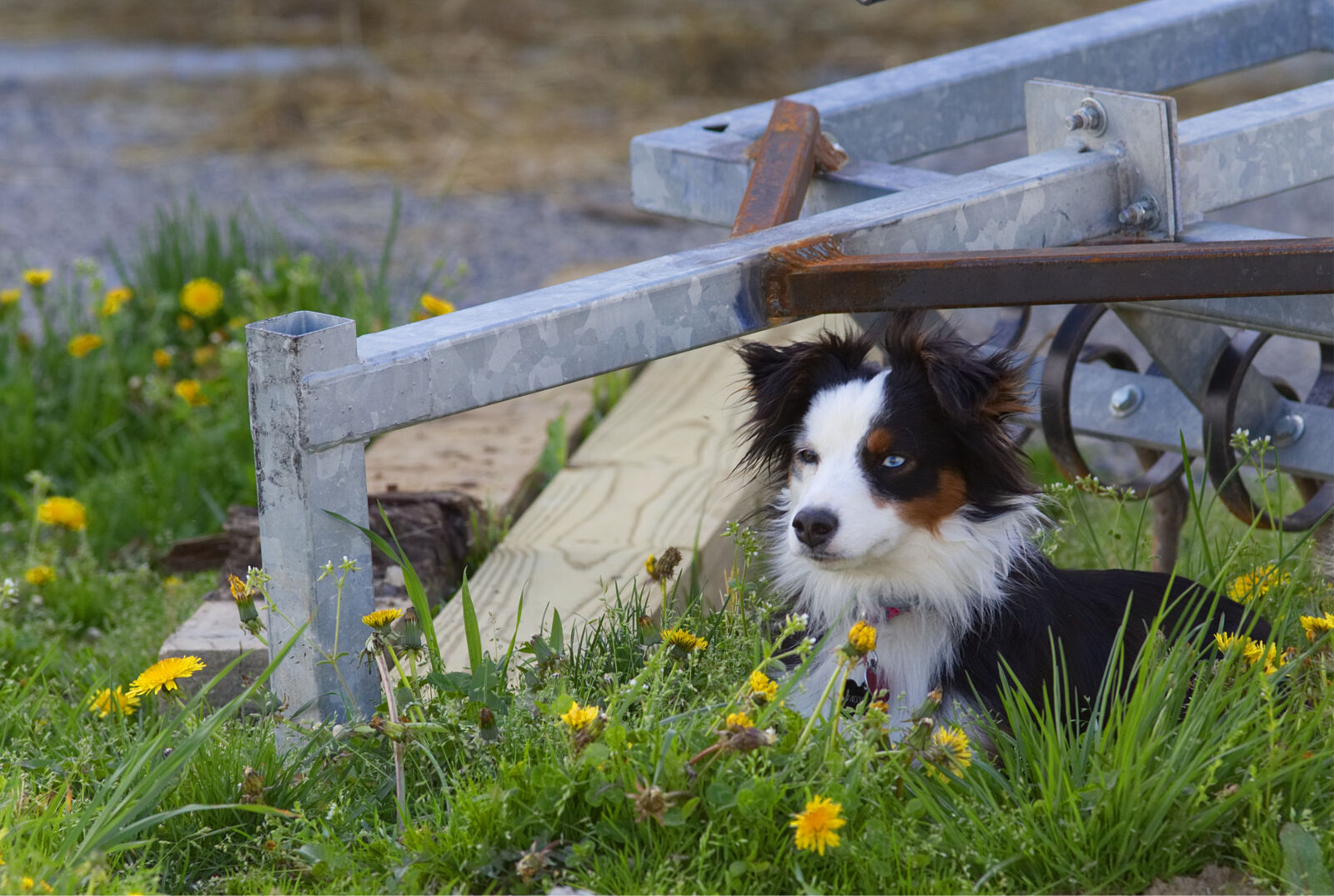 Canon EOS 80D sample photo. Animal, black, tri, blue photography
