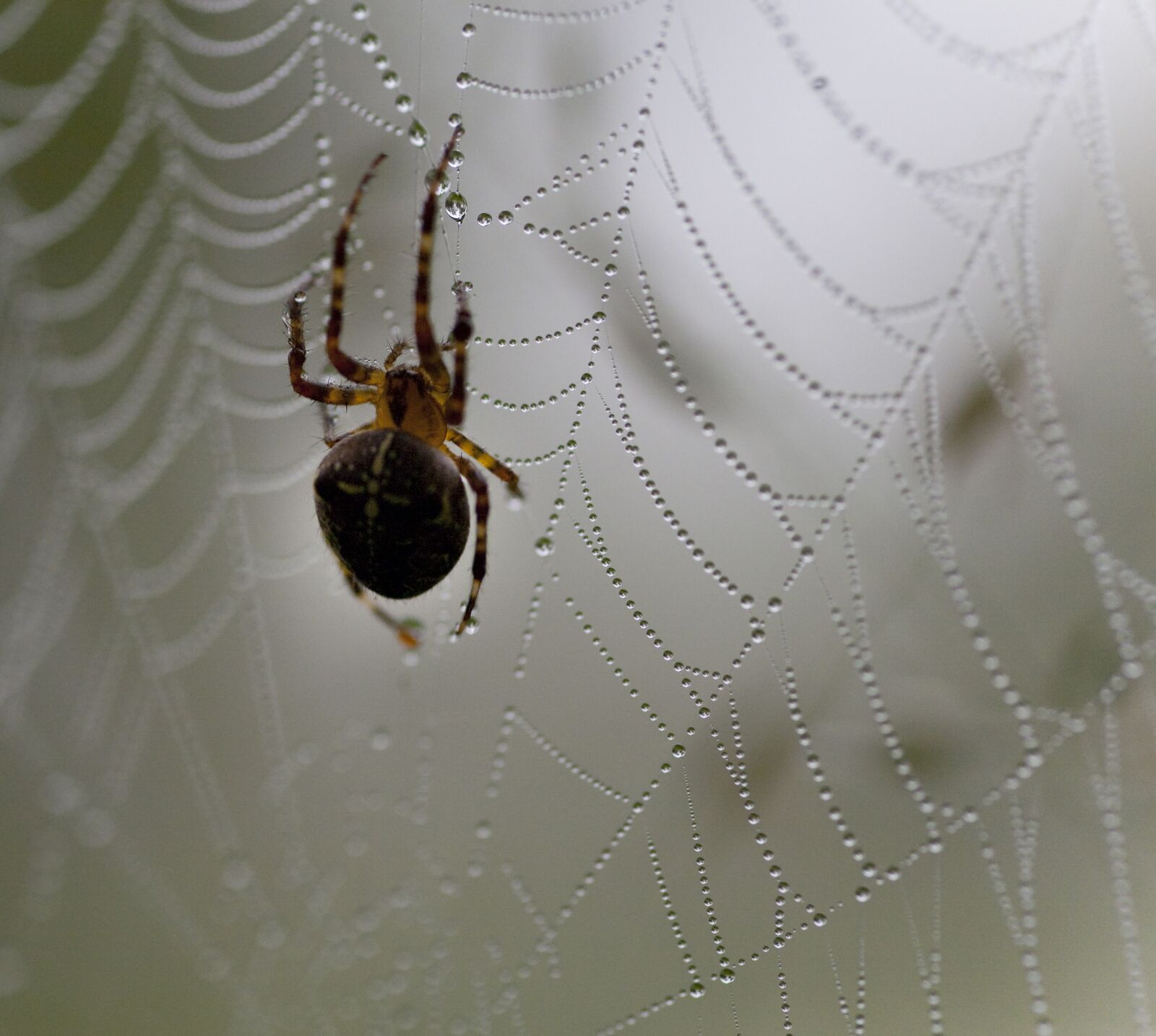 Canon EOS 5D sample photo. Spider, web, morning photography