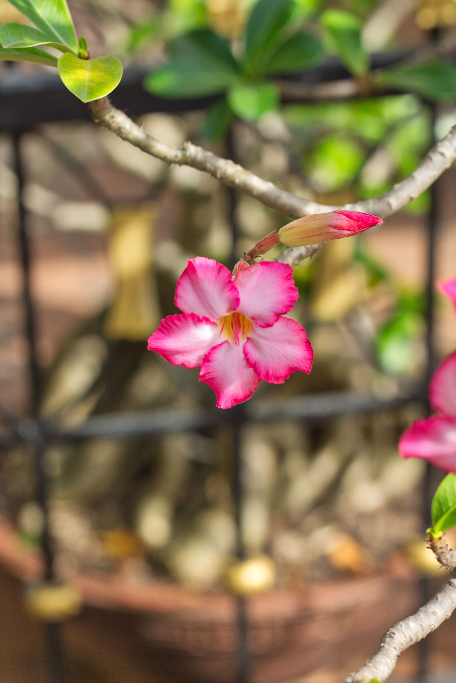 Canon EOS 700D (EOS Rebel T5i / EOS Kiss X7i) + Canon EF 50mm F1.8 STM sample photo. Bloom, summer, flora photography