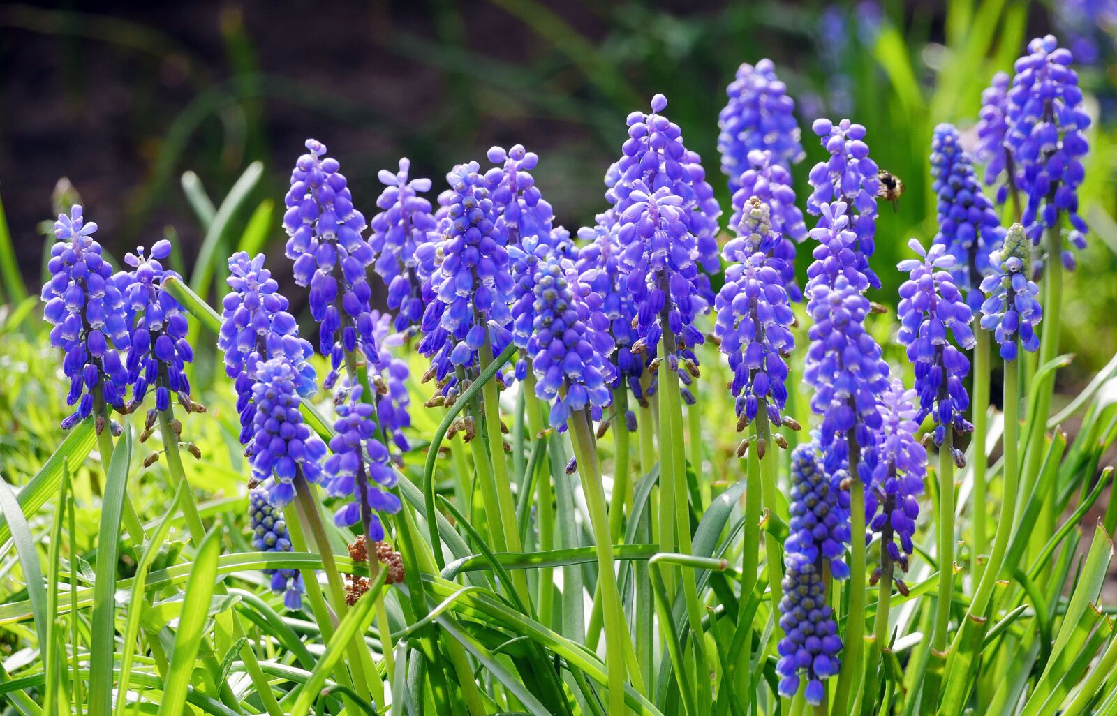 Panasonic Lumix DMC-GX8 sample photo. Grape hyacinth, blue, spring photography