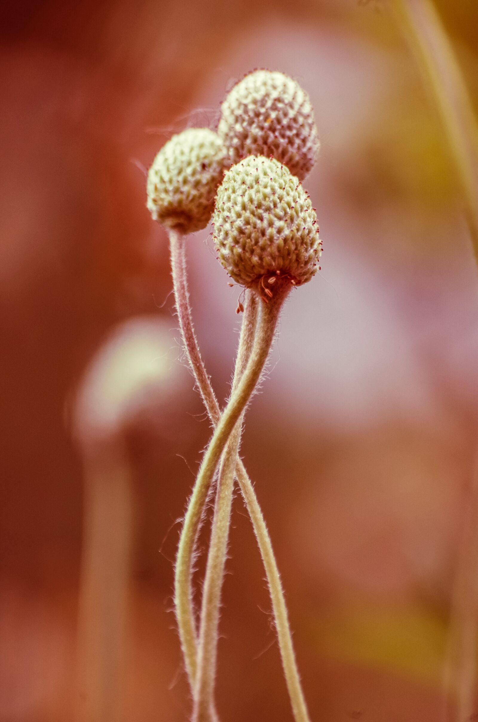 Pentax K-30 + Sigma sample photo. Anemone, plant, stengel photography