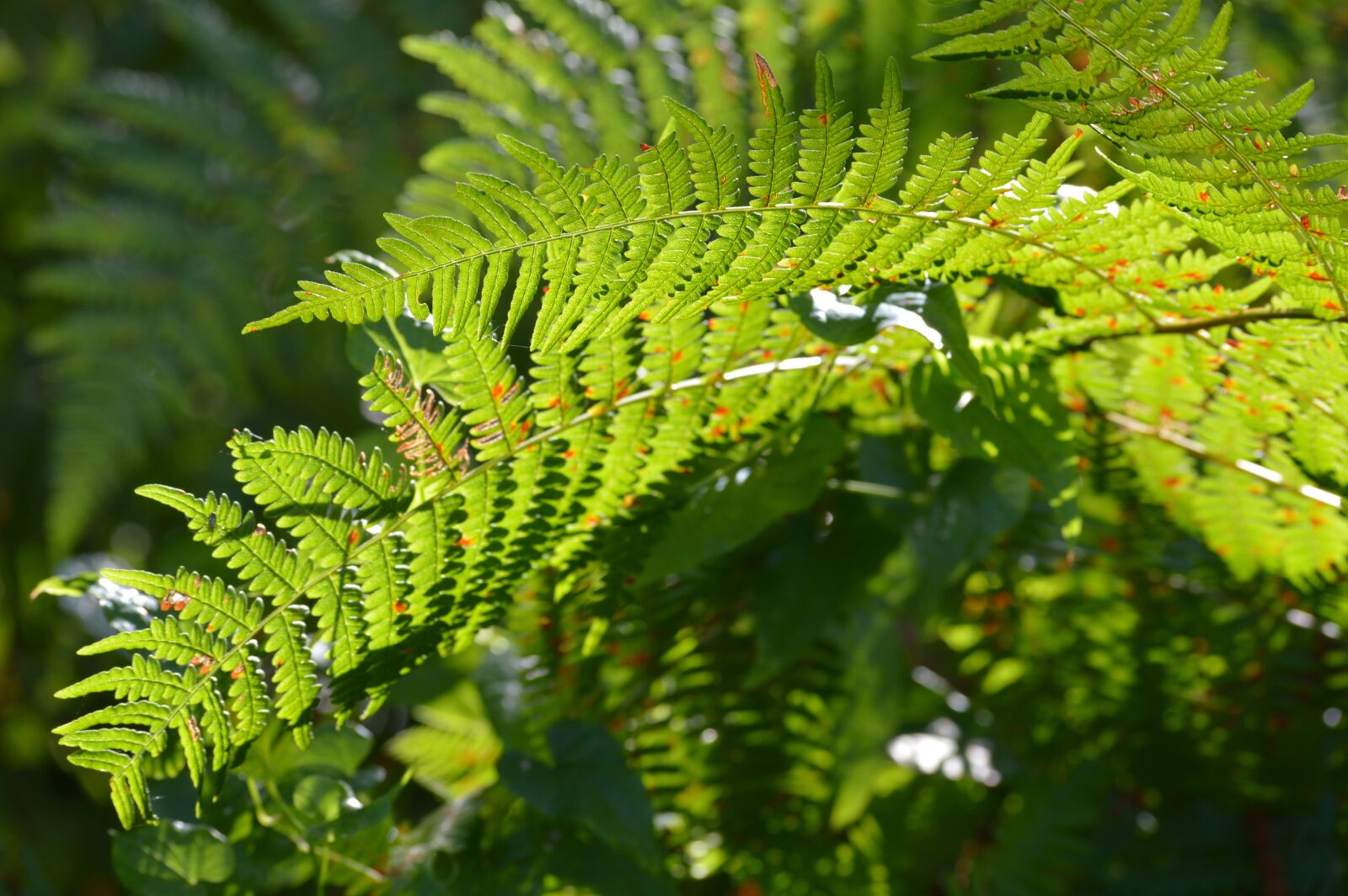 Nikon D3200 sample photo. Fern, plants, nature photography