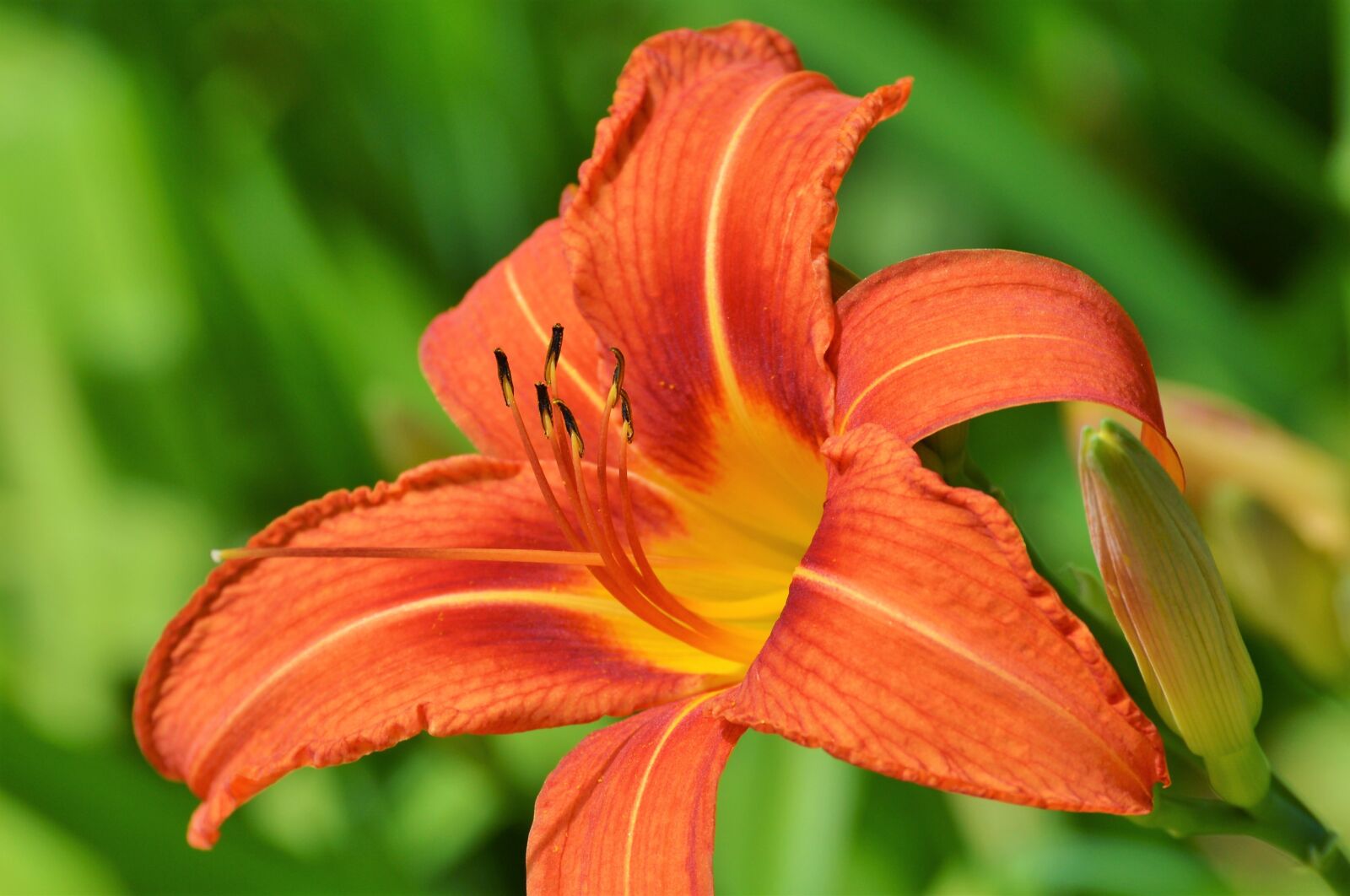 Nikon D3200 sample photo. Lily, flower, iris photography