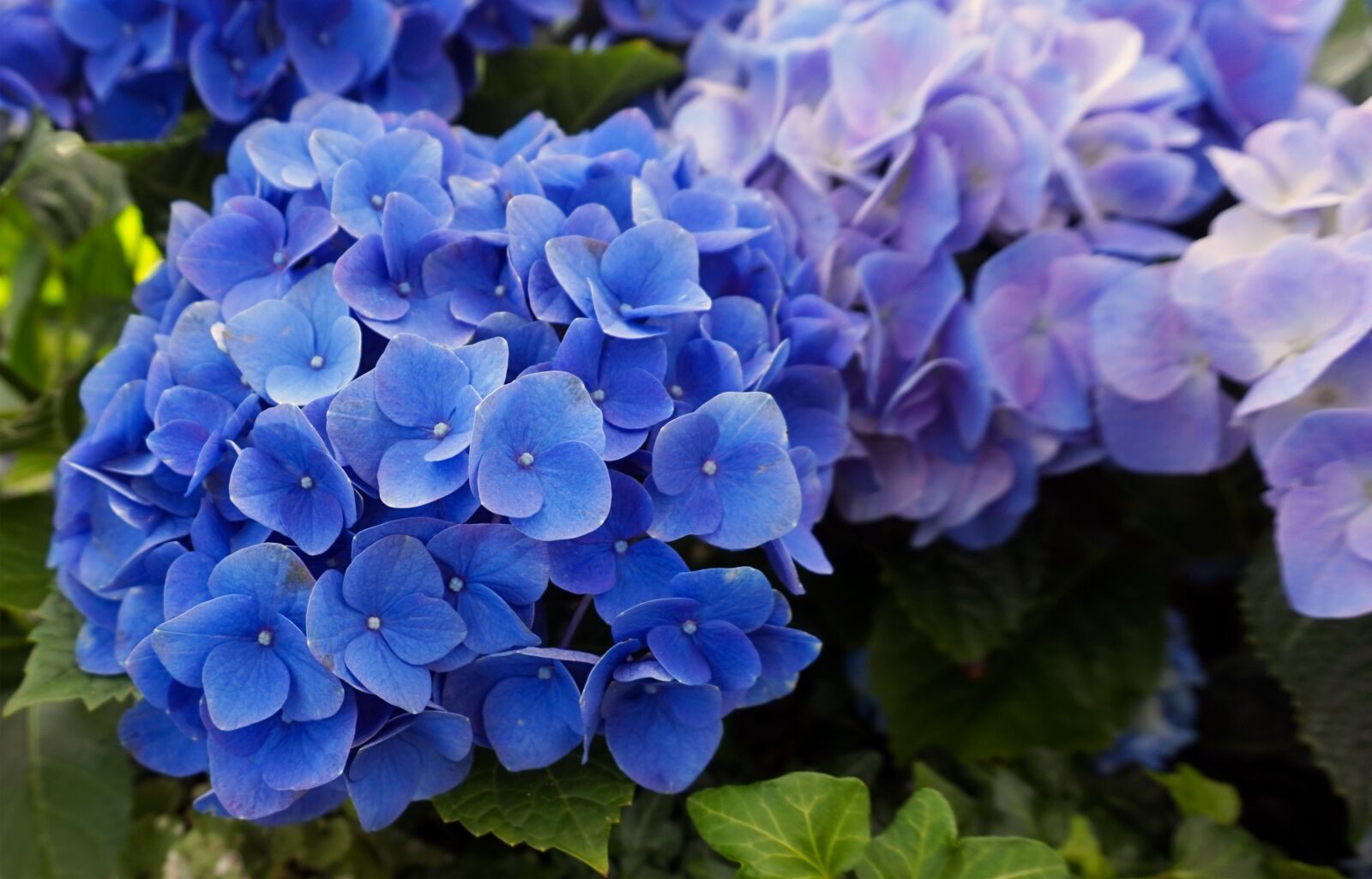 Sony Alpha a5000 (ILCE 5000) sample photo. Hydrangeas, blue, blossom photography