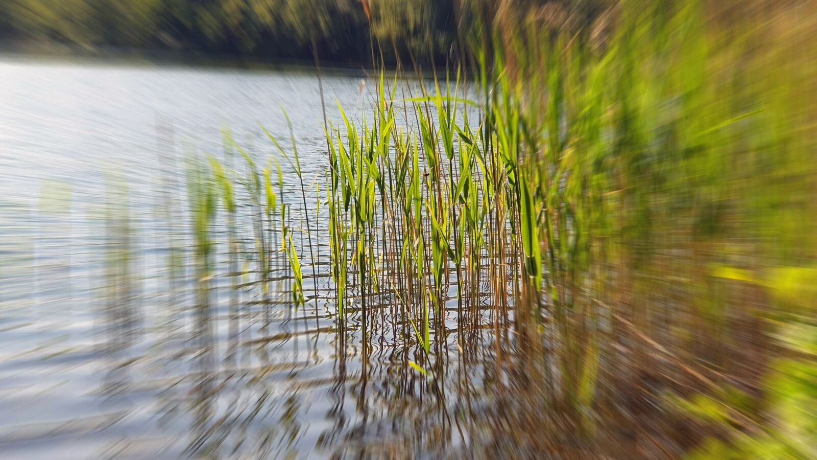 Samsung Galaxy S10 sample photo. Water, reed, lake photography