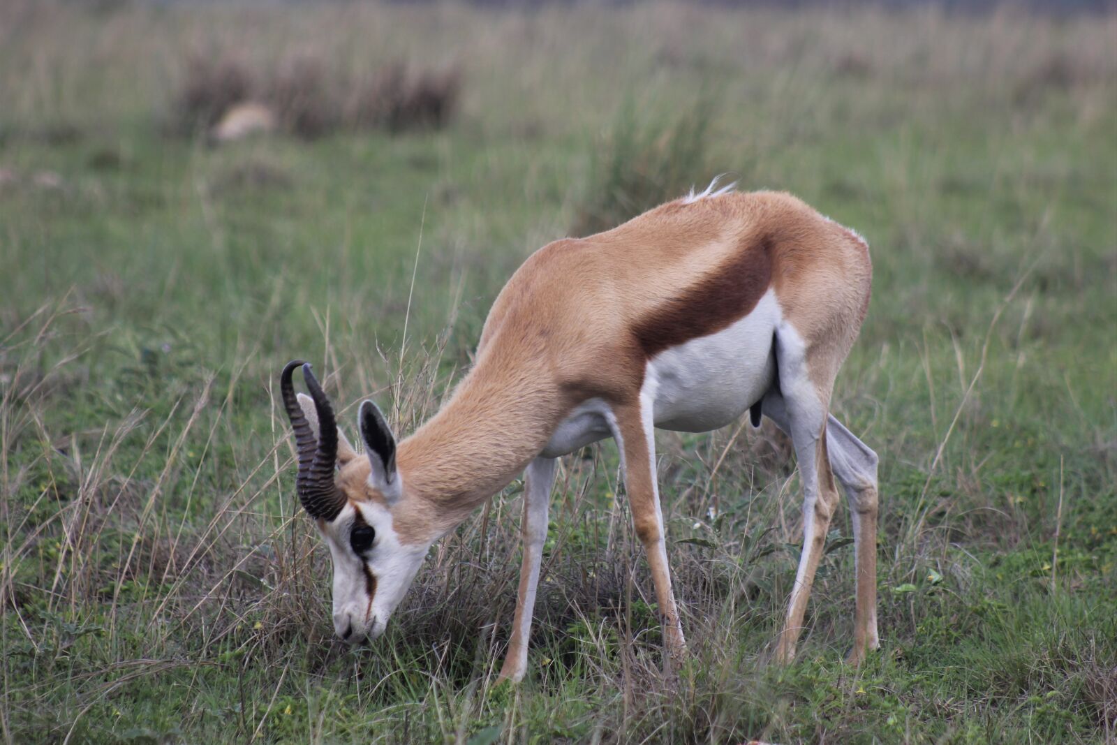 Canon EOS 60D sample photo. Springbok, ewe, female photography