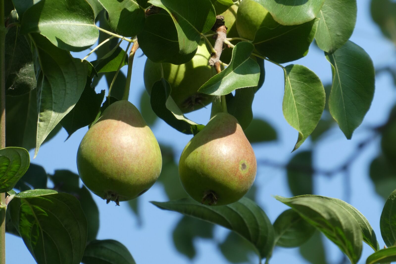 Panasonic Lumix DC-ZS70 (Lumix DC-TZ90) sample photo. Pears, fruits, food photography