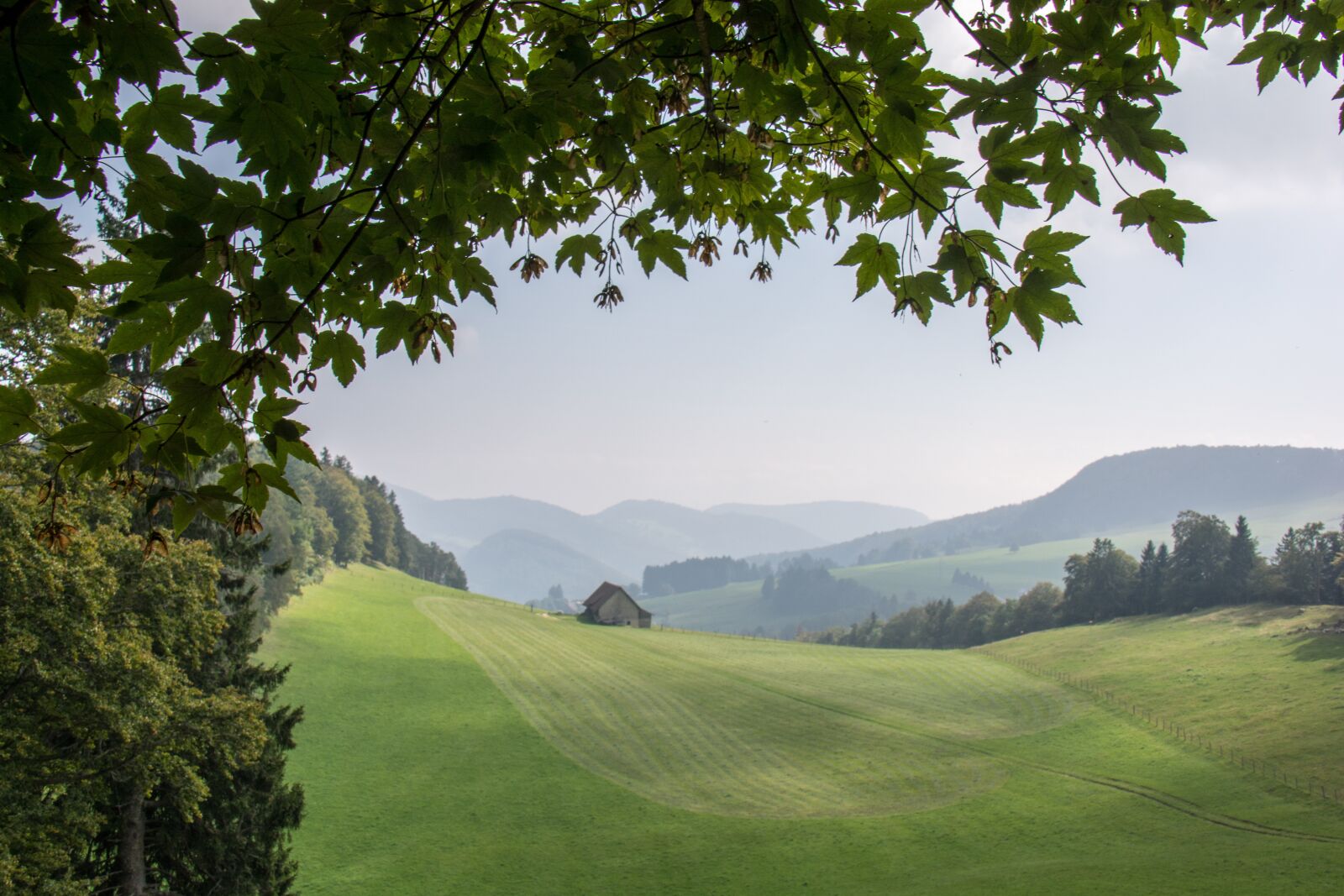 Nikon D7100 sample photo. Tree, landscape, nature photography
