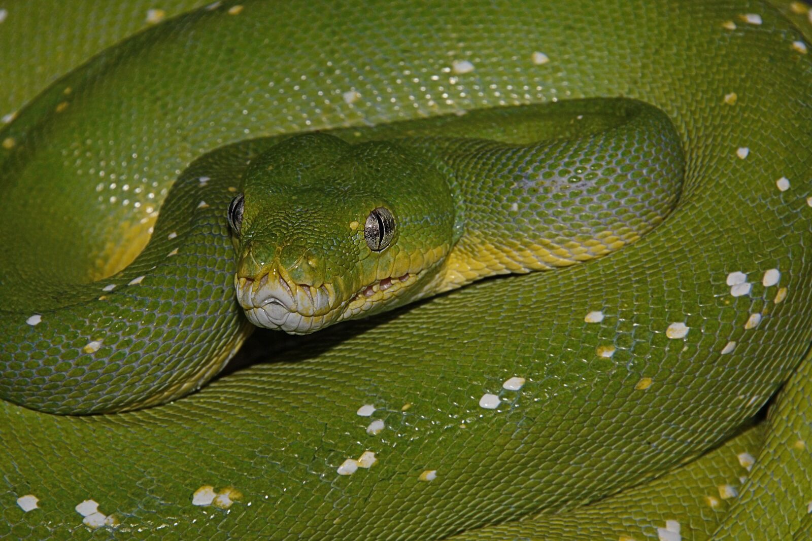 Nikon D40 sample photo. Snake, green, reptile photography