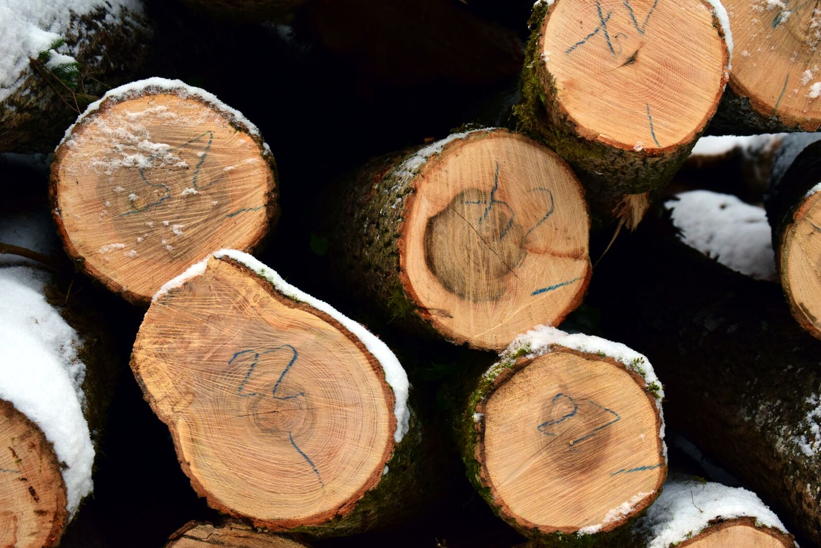Nikon D3300 sample photo. Tree trunks, winter, snow photography