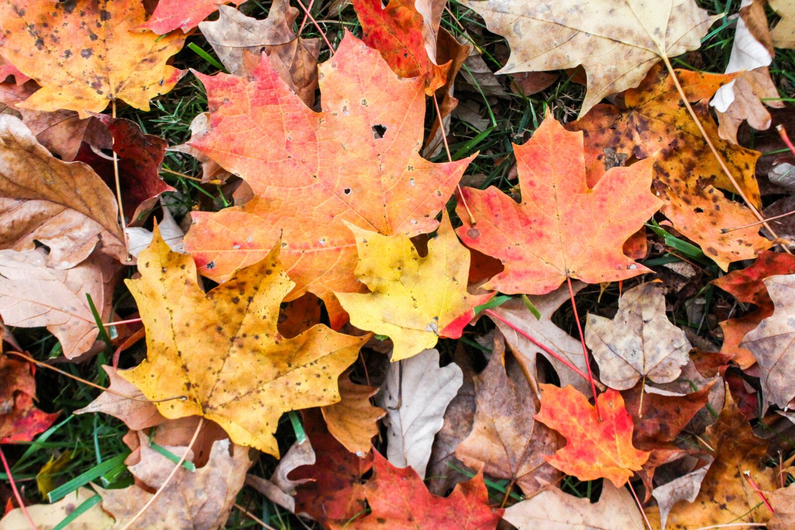 Canon EOS 700D (EOS Rebel T5i / EOS Kiss X7i) sample photo. Fall, leaf, season photography