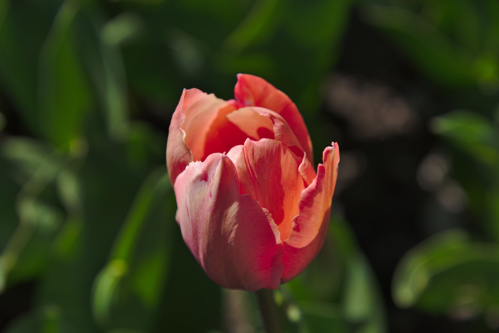Nikon D750 sample photo. Tulip, spring, blossom photography
