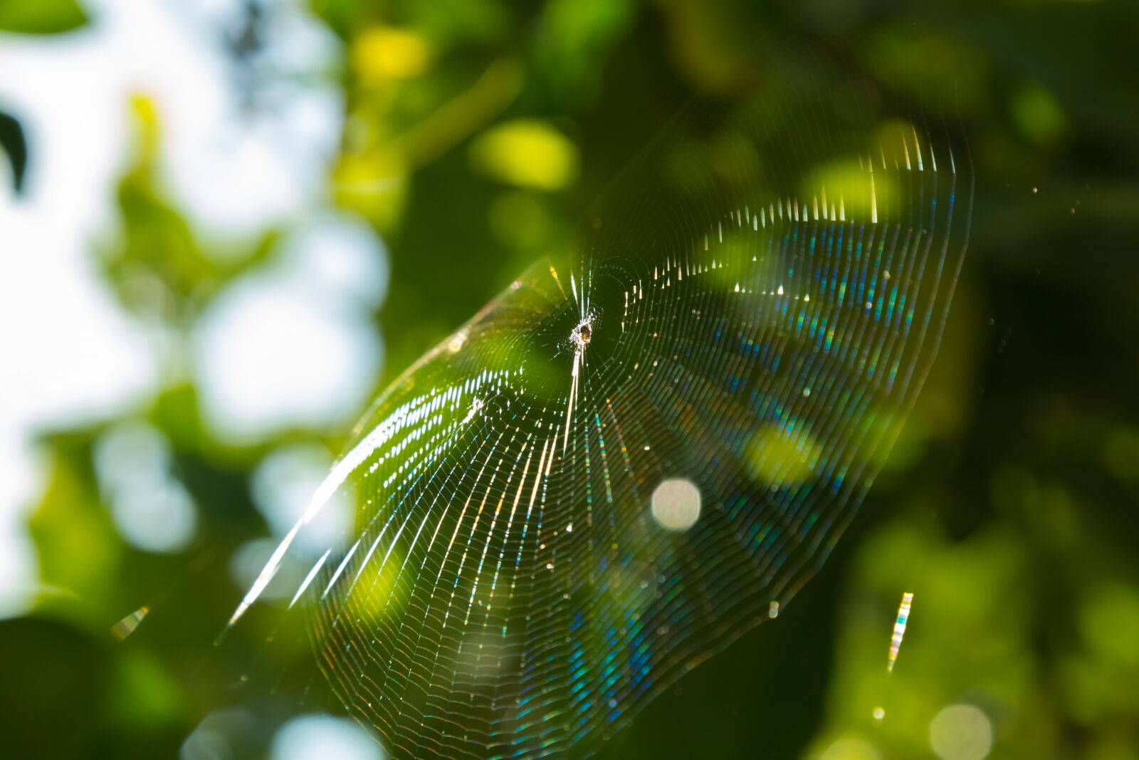 Canon EF 24-105mm F4L IS USM sample photo. Spider, web, spider web photography