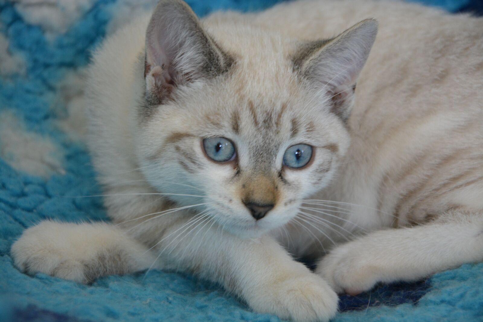 Nikon D5200 sample photo. Cat, pussy, domestic animal photography