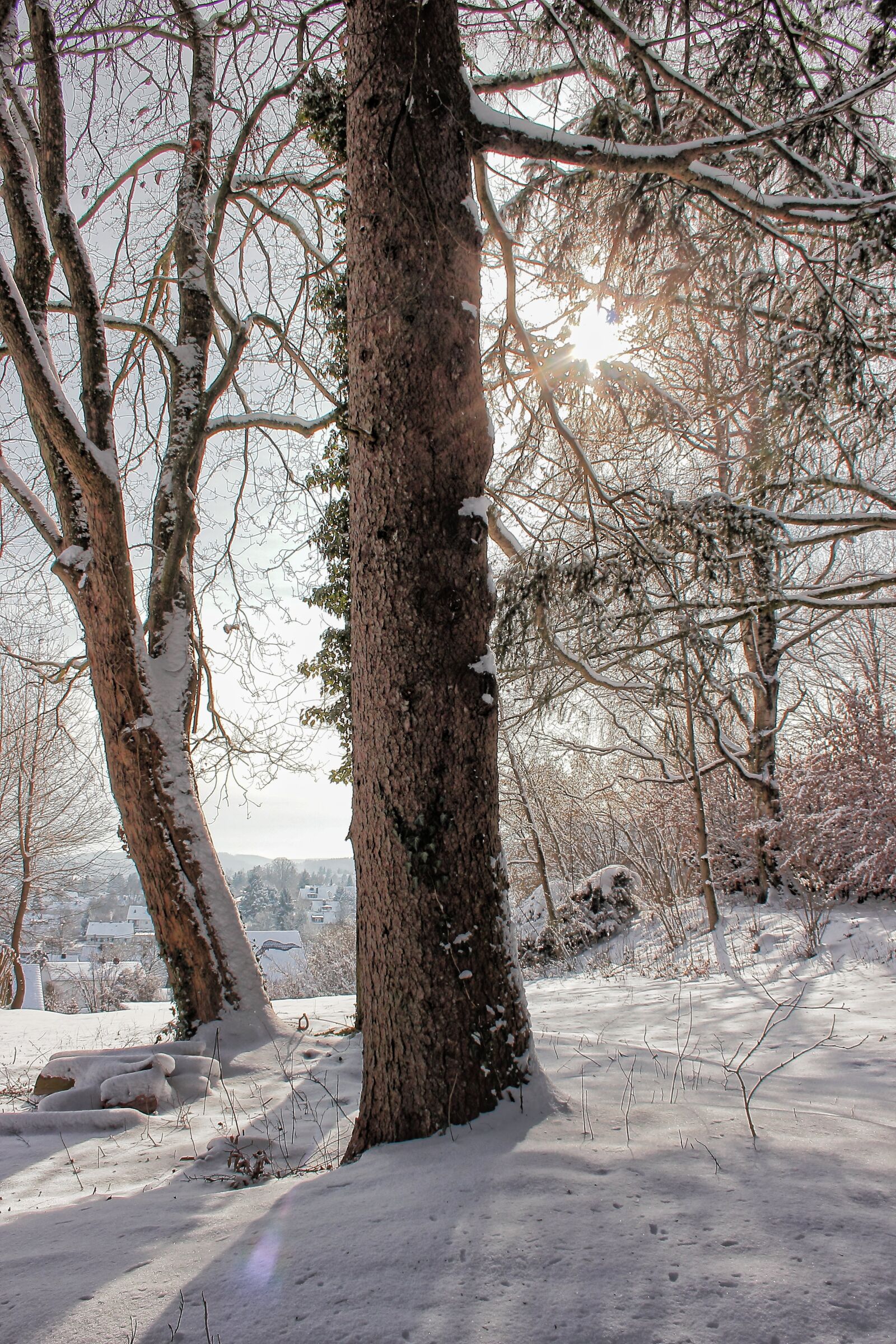 Canon EF-S 18-55mm F3.5-5.6 II sample photo. Winter, snow, winter sun photography