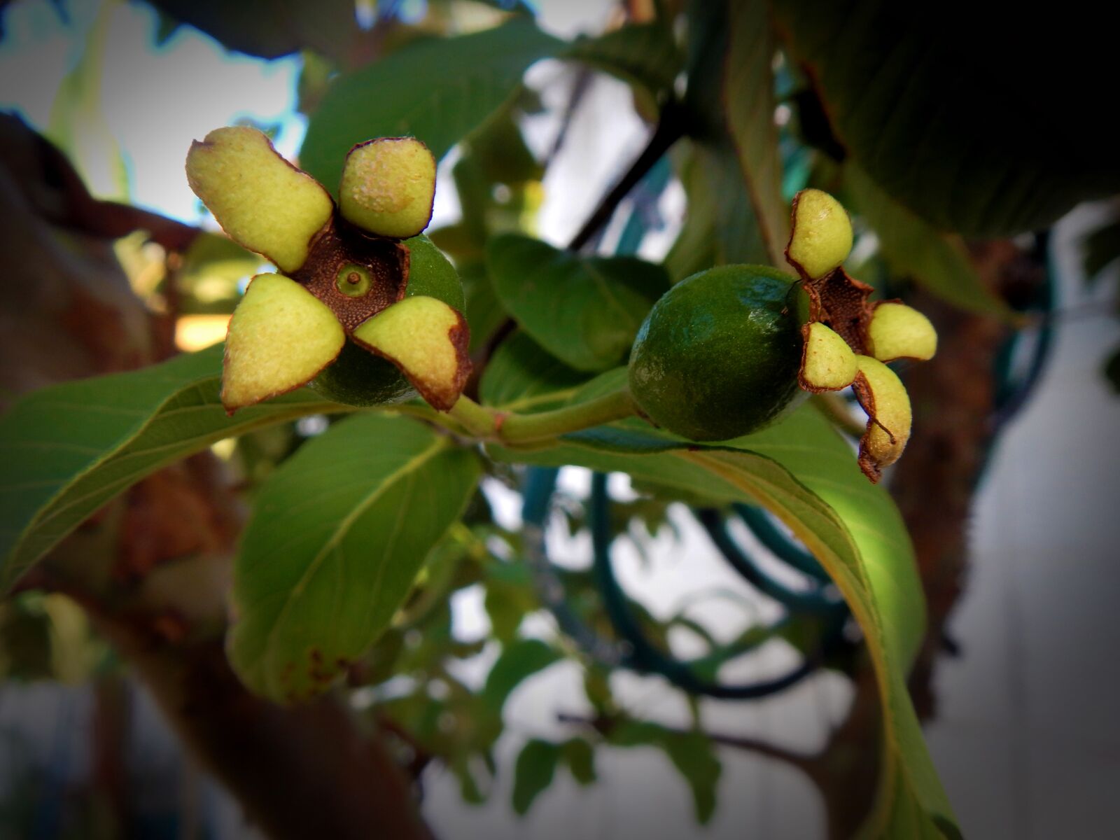Nikon Coolpix AW110 sample photo. Guavas, plant, tropical fruit photography