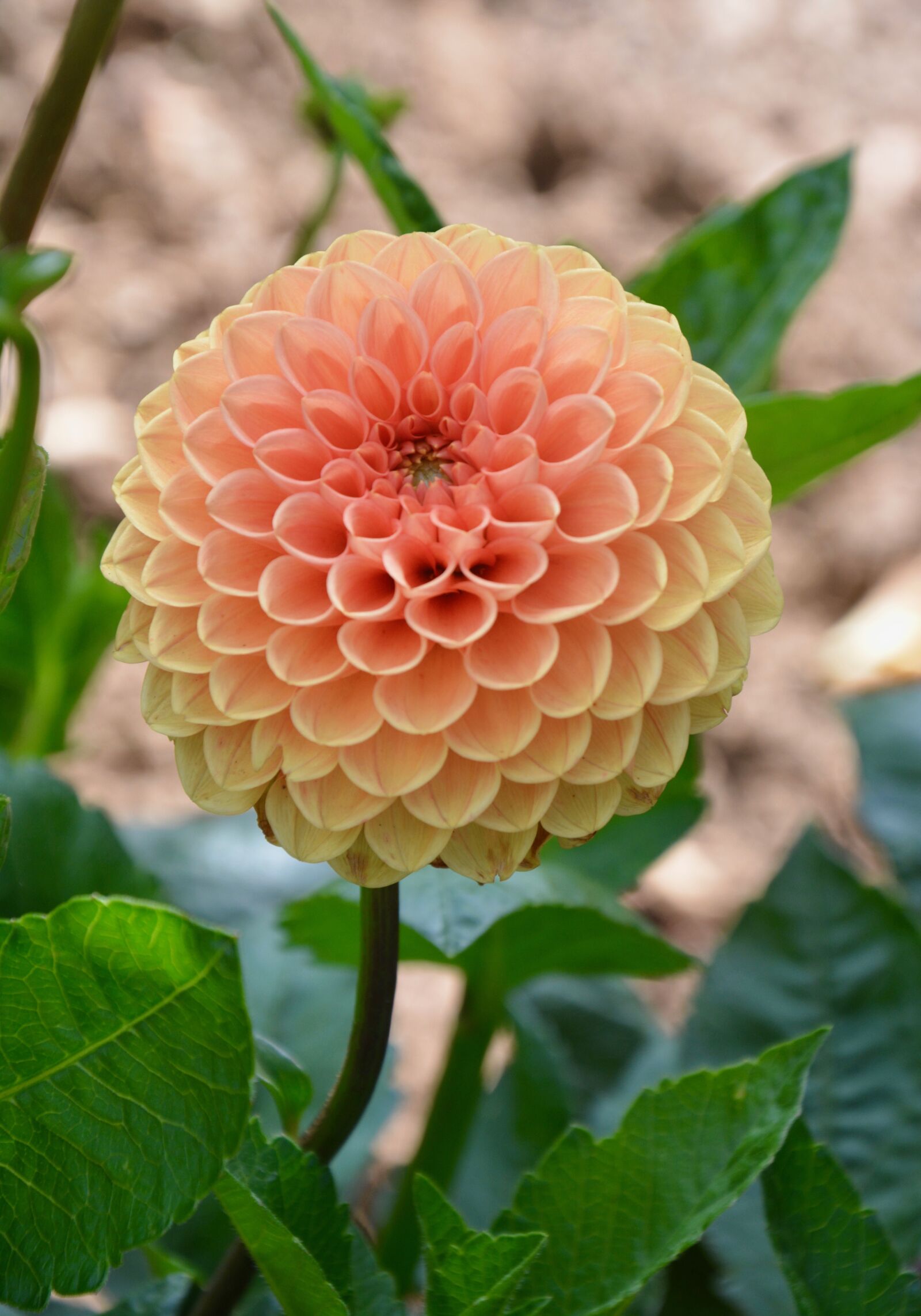 Nikon D5200 sample photo. Flower, flowers, plant photography