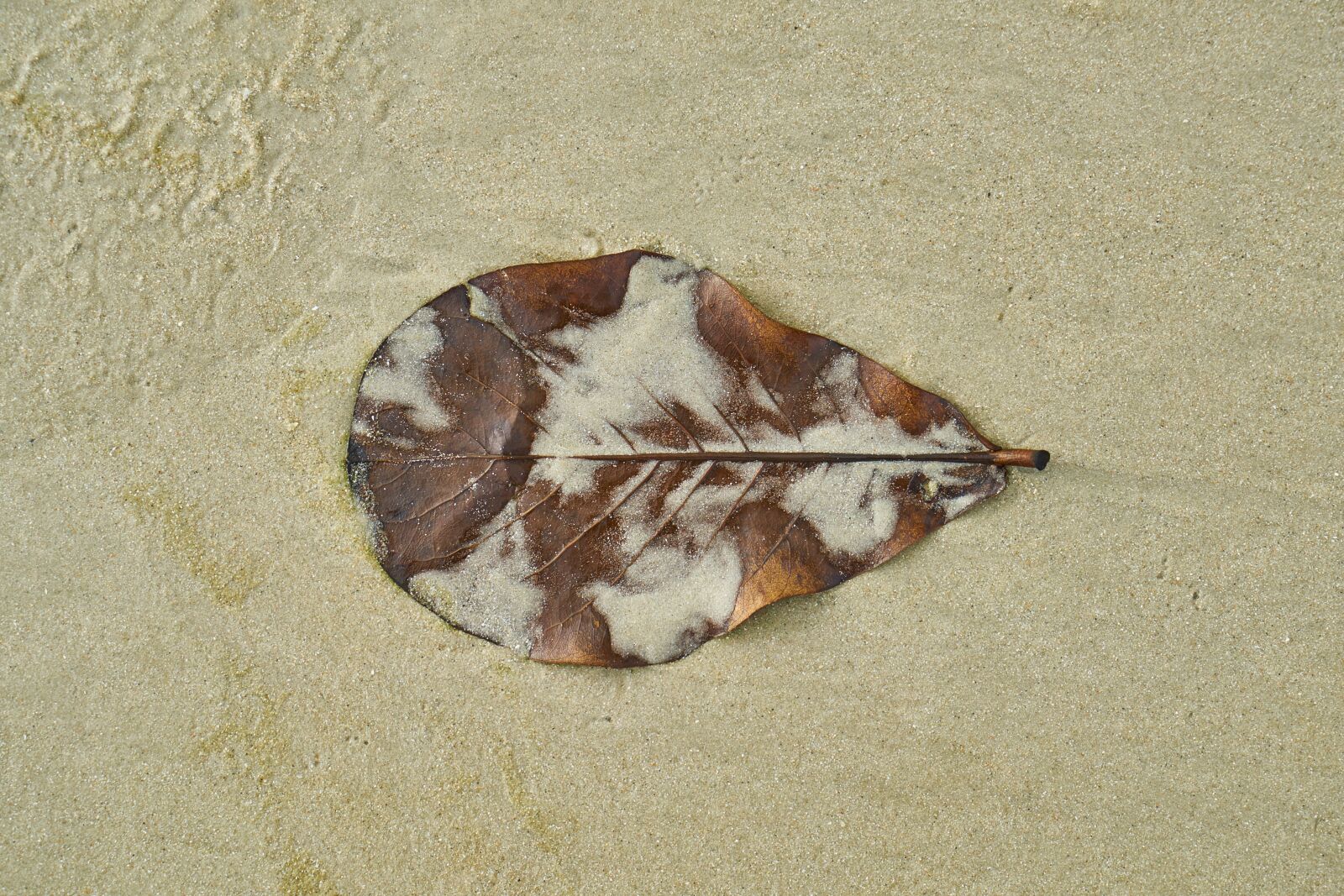 Sony a7R II sample photo. Leaves, beach, macro photography