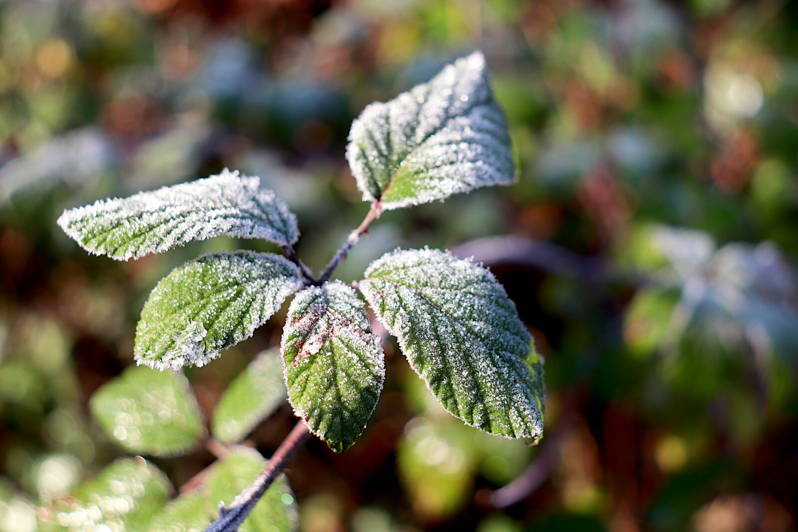 Canon EOS 800D (EOS Rebel T7i / EOS Kiss X9i) sample photo. Leaves frosted, frost, ice photography
