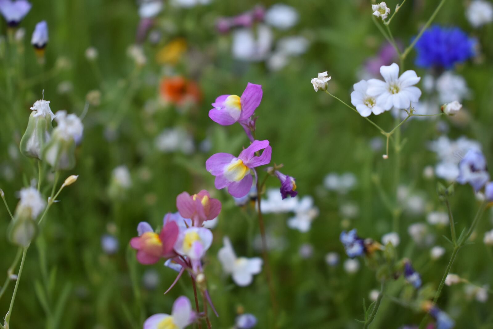 Nikon D3400 sample photo. Flower meadow, summer, close photography