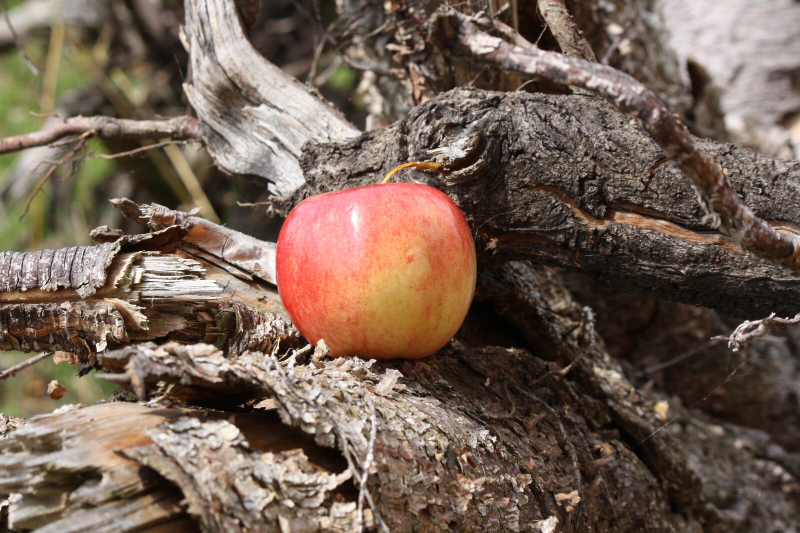Canon EOS 1000D (EOS Digital Rebel XS / EOS Kiss F) sample photo. Apple, apple tree, root photography