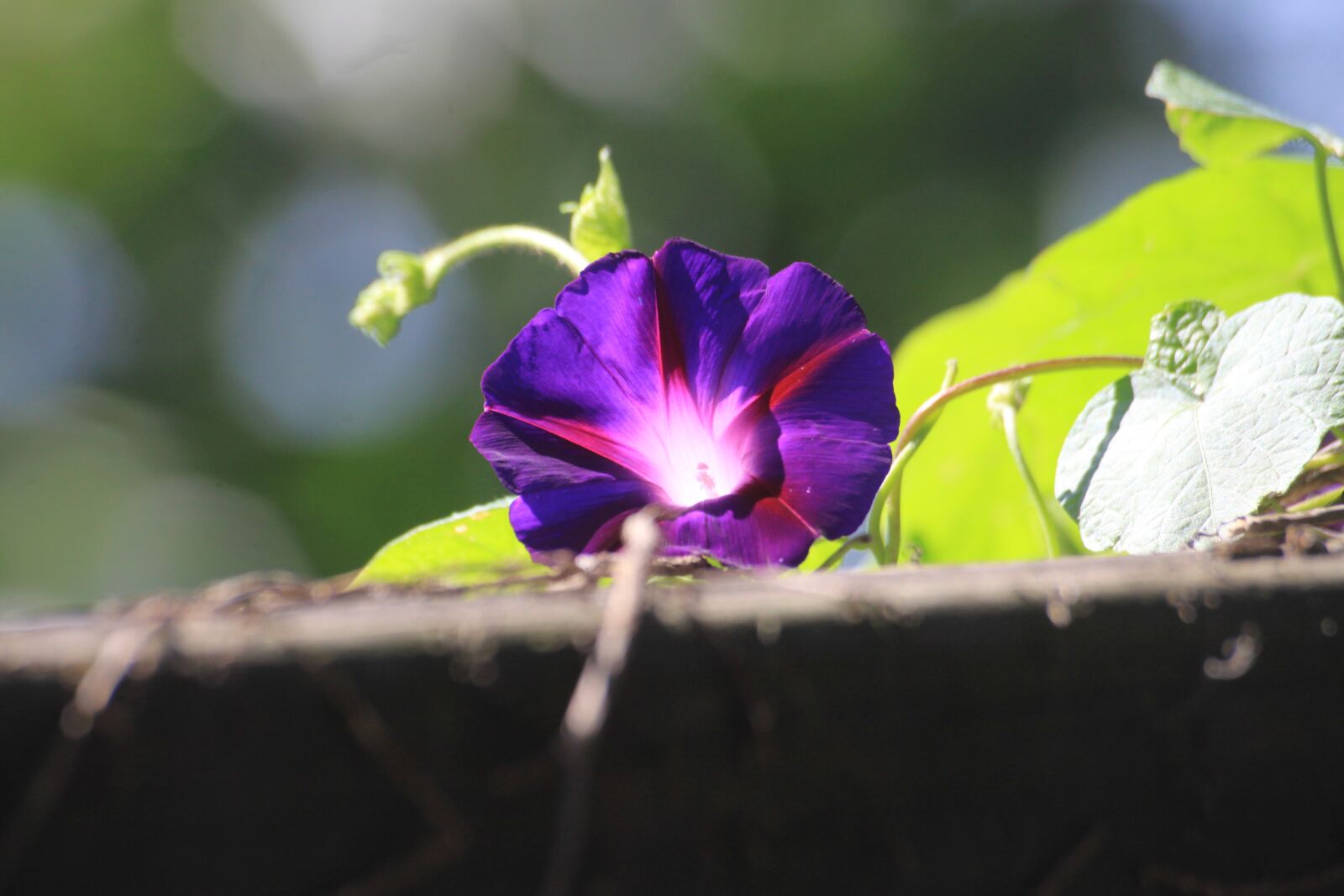 Canon EOS 50D sample photo. Morning glory, the vine photography