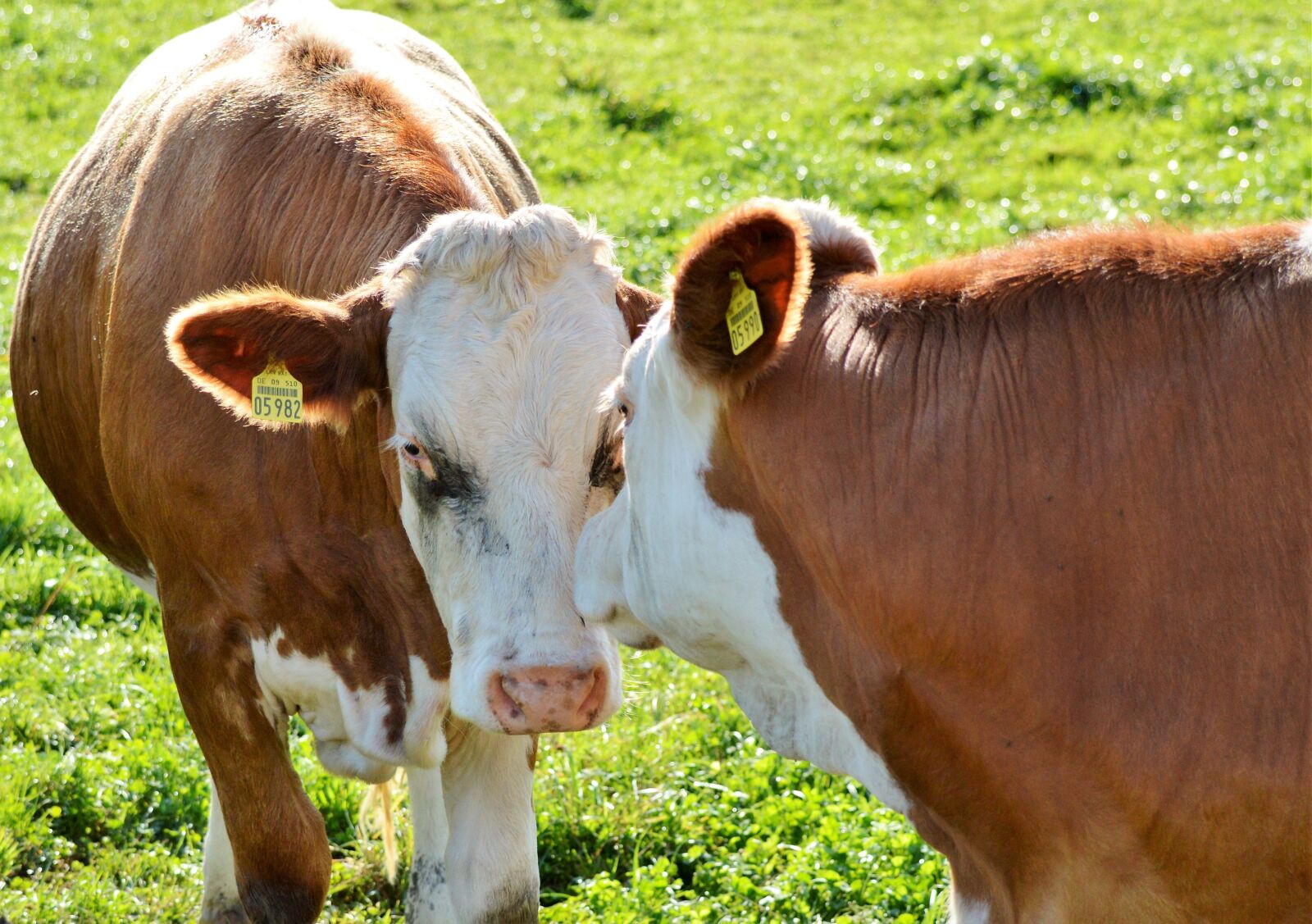 Nikon D3200 sample photo. Cow, beef, ruminant photography