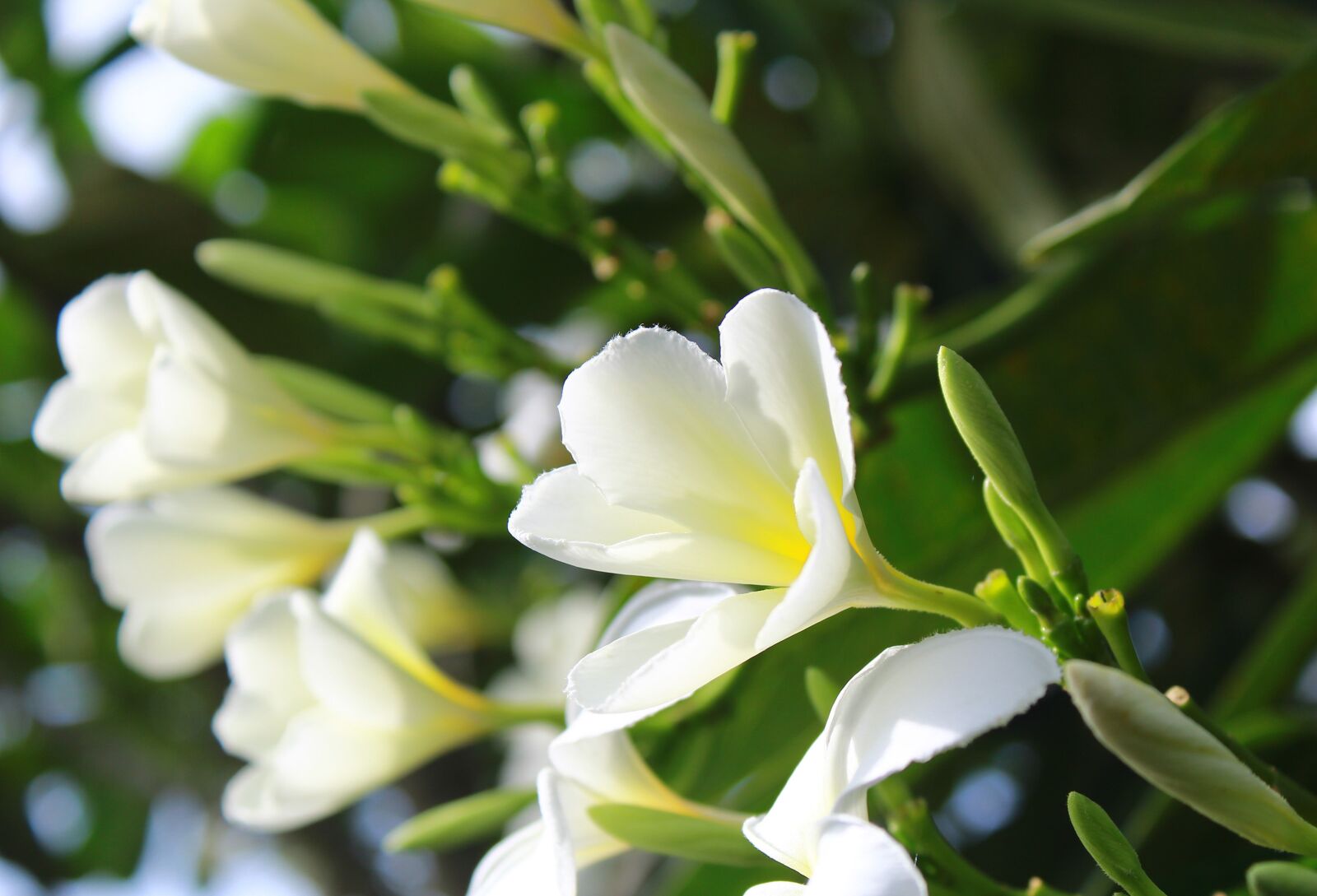 Canon EOS 1300D (EOS Rebel T6 / EOS Kiss X80) sample photo. White, flowers, bloom photography