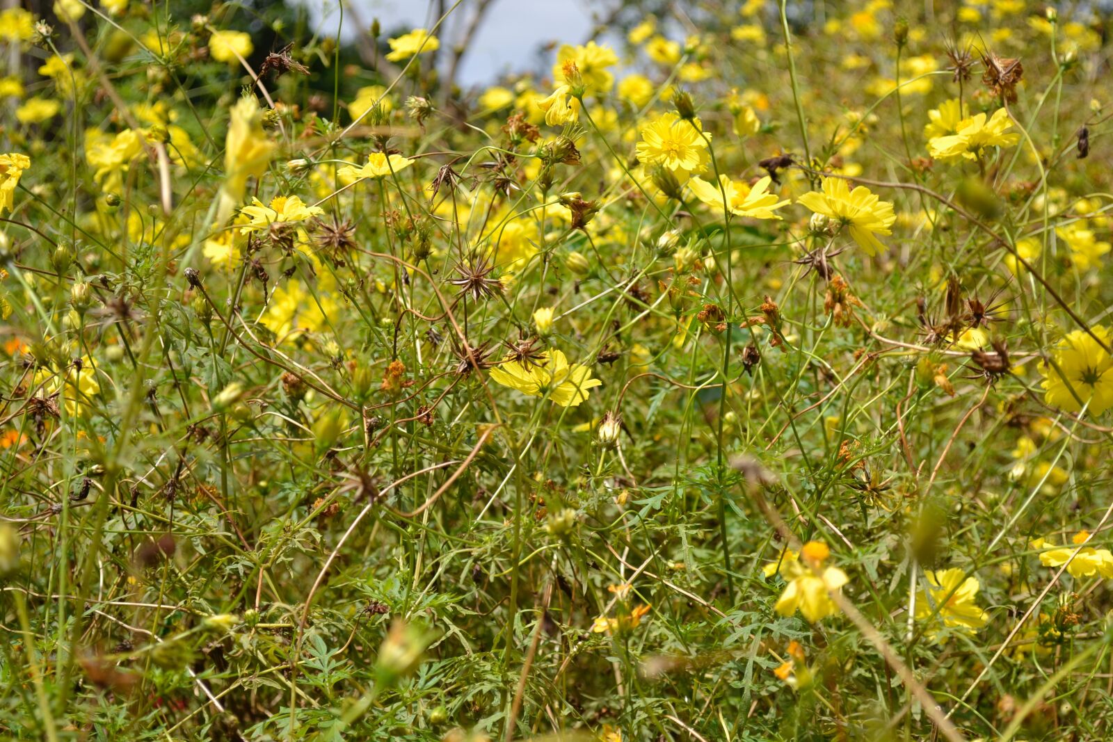Nikon D3100 sample photo. Bokeh, clutter, dry, grass photography