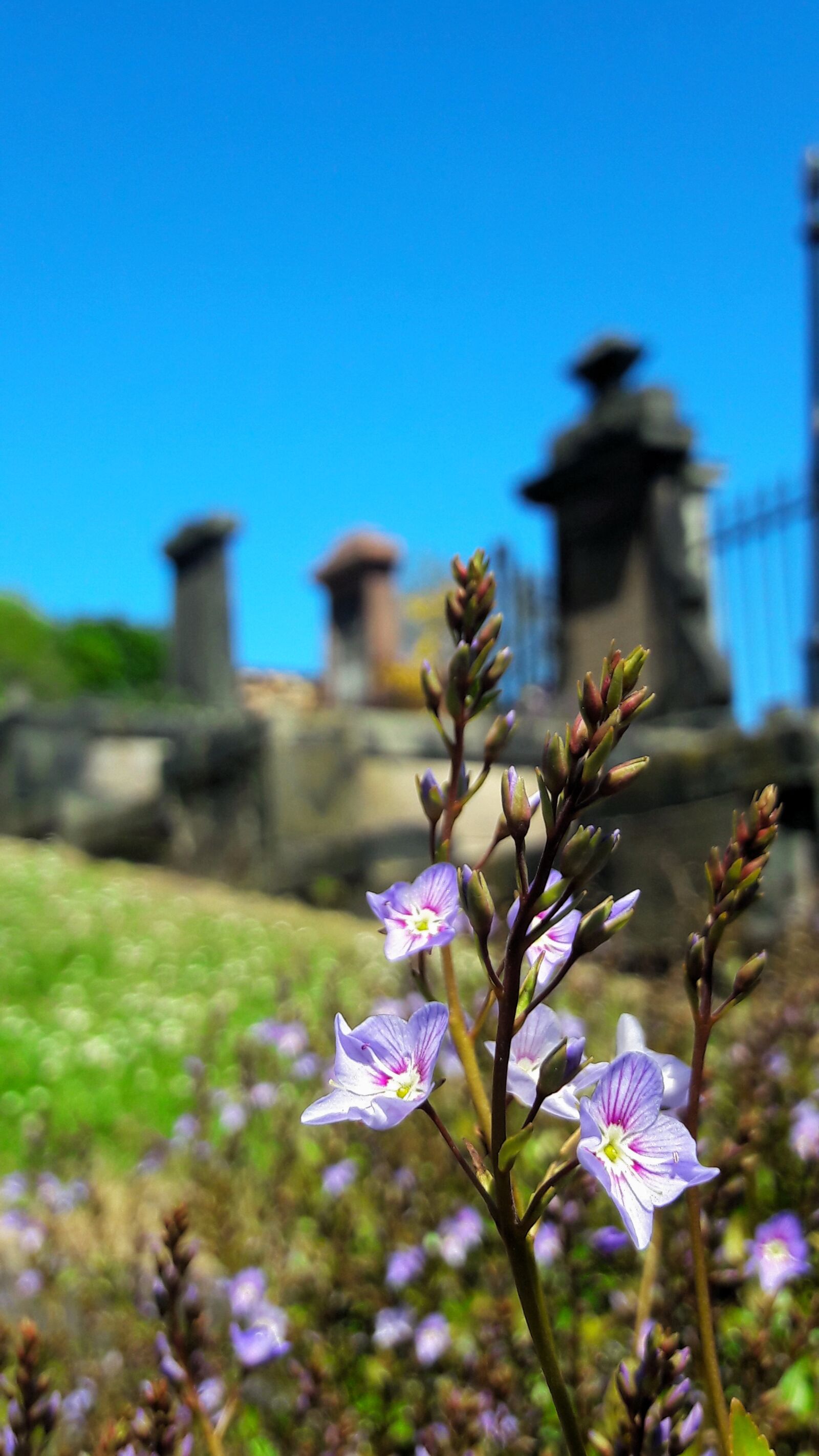 Samsung Galaxy A5(2016) sample photo. Scotland, cemetery, flowers photography